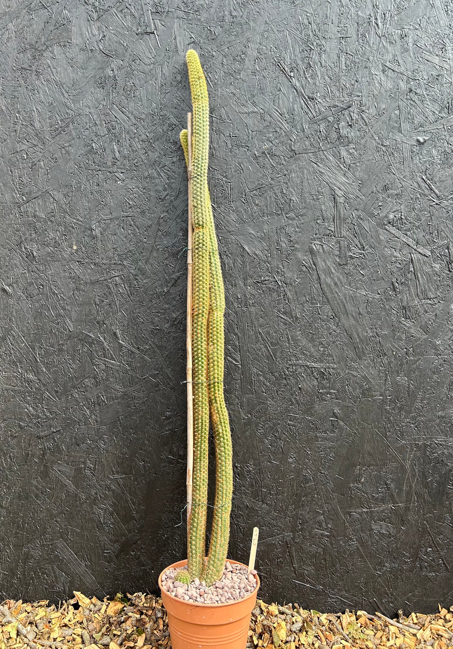 Borzicactus samaipatanus (ET45) COLLECTION ONLY
