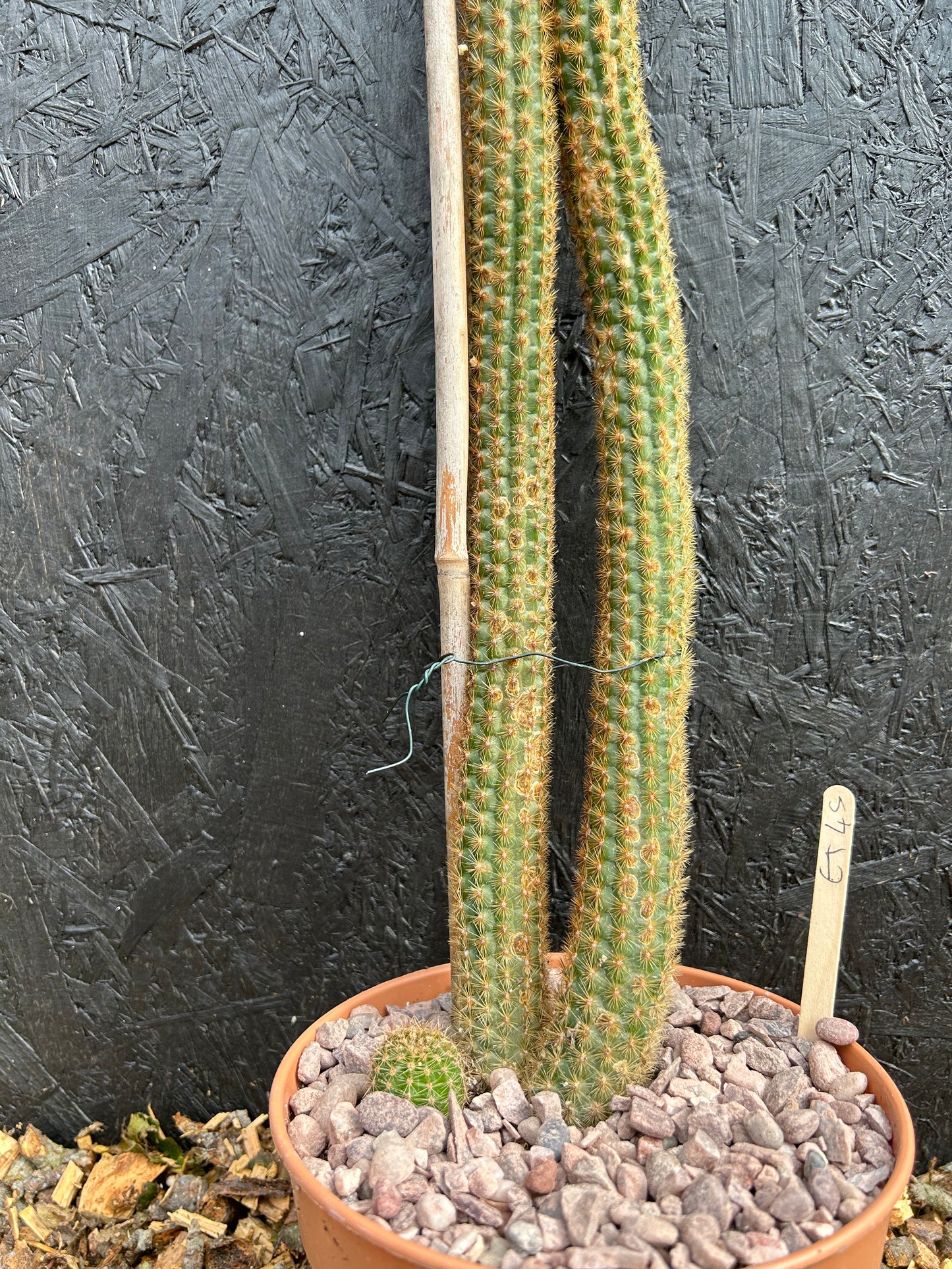 Borzicactus samaipatanus (ET45) COLLECTION ONLY