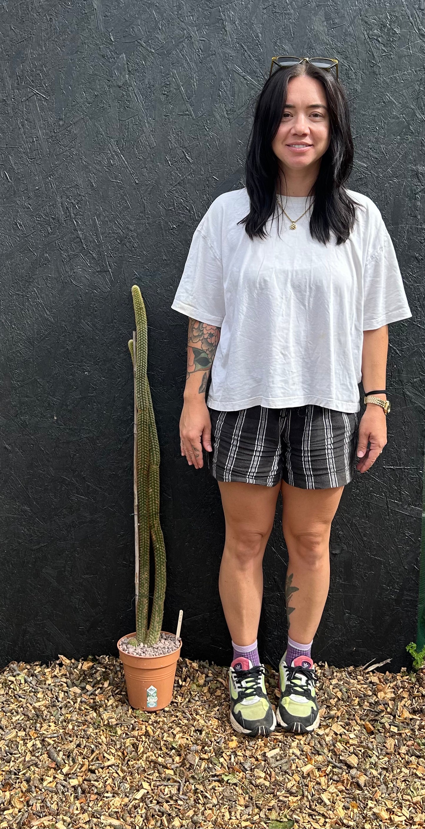 Borzicactus samaipatanus (ET45) COLLECTION ONLY