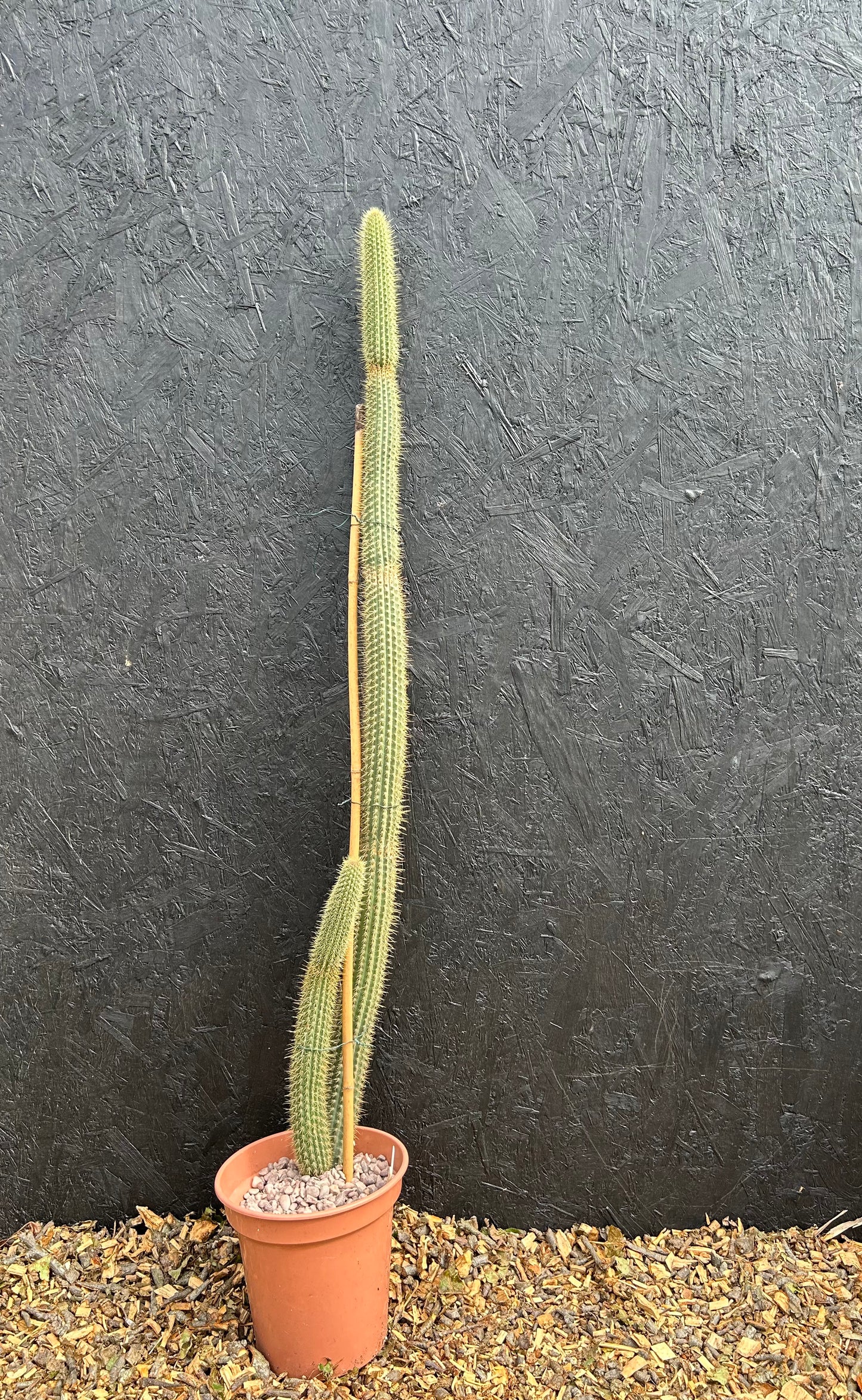 Cleistocactus wendlandiorum (ET46) COLLECTION ONLY