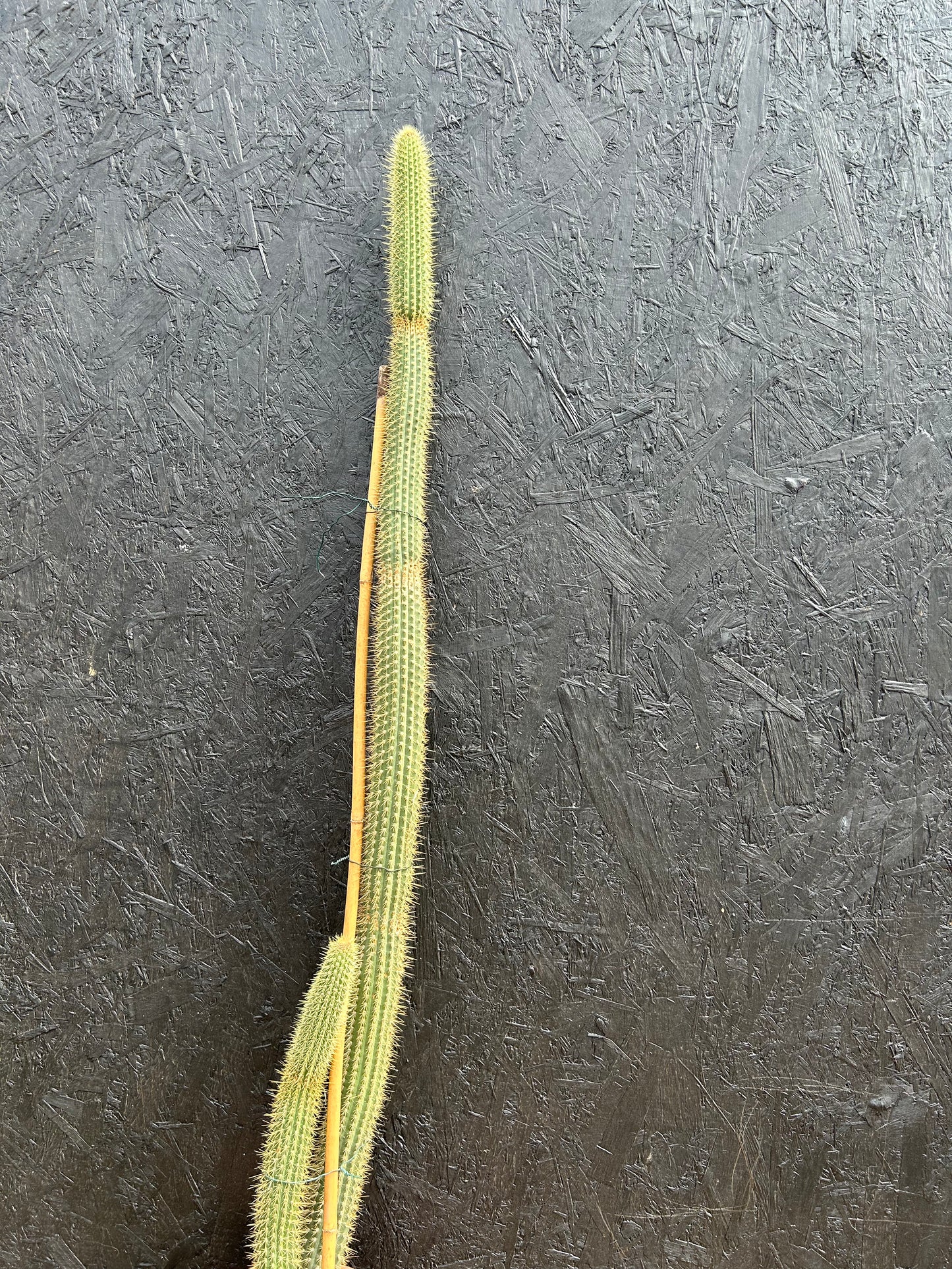 Cleistocactus wendlandiorum (ET46) COLLECTION ONLY