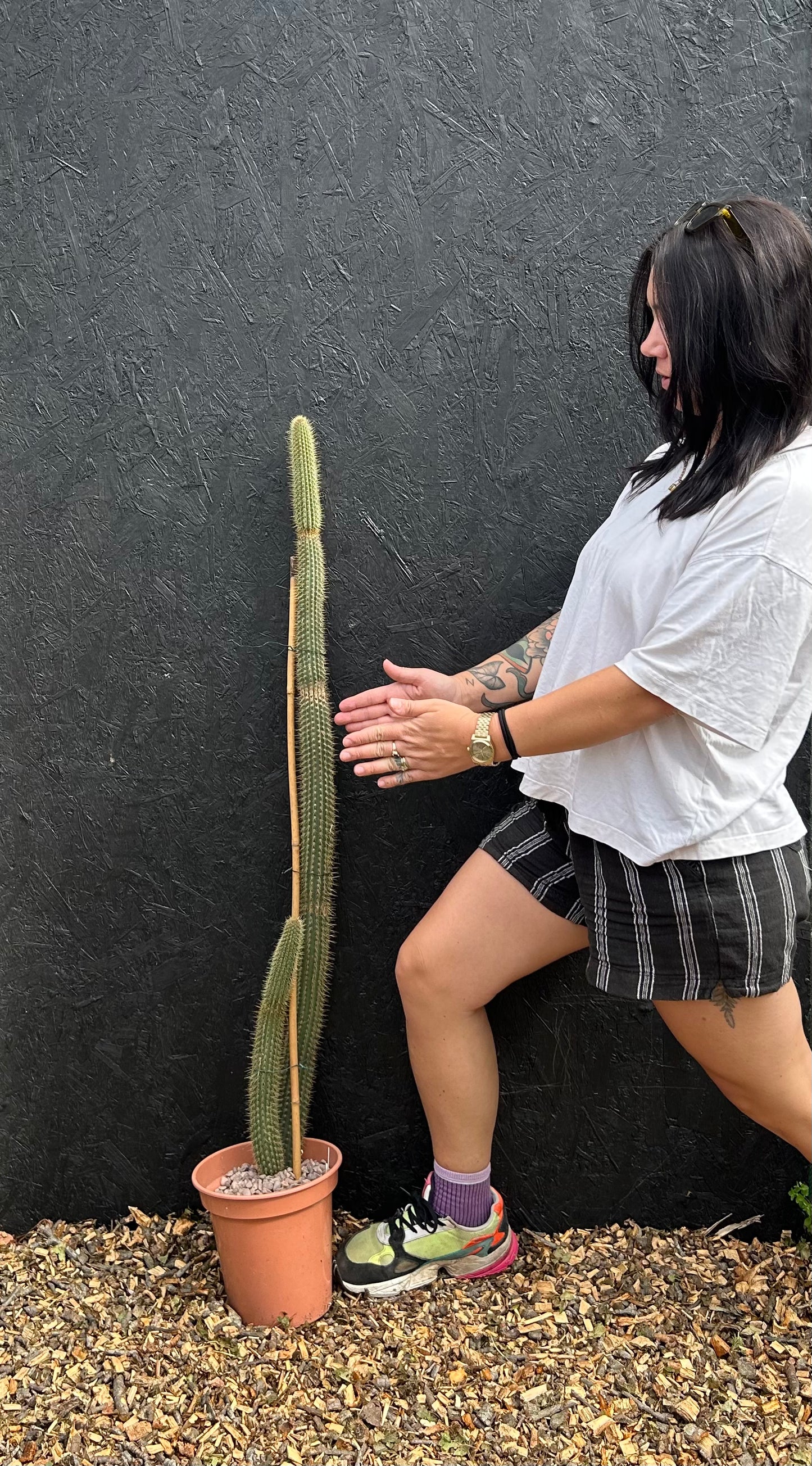 Cleistocactus wendlandiorum (ET46) COLLECTION ONLY