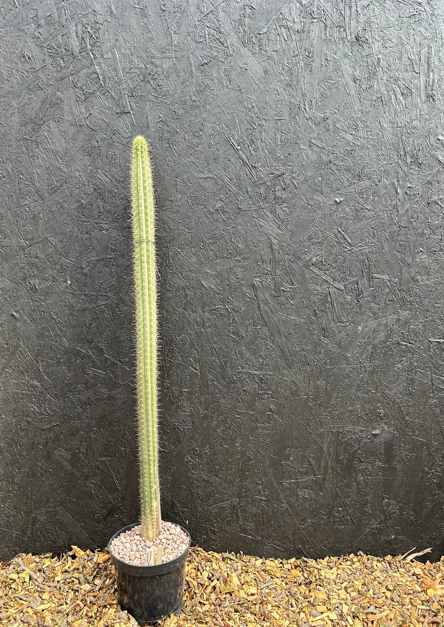 Weberbauerocereus cuzcoensis (ET47) COLLECTION ONLY