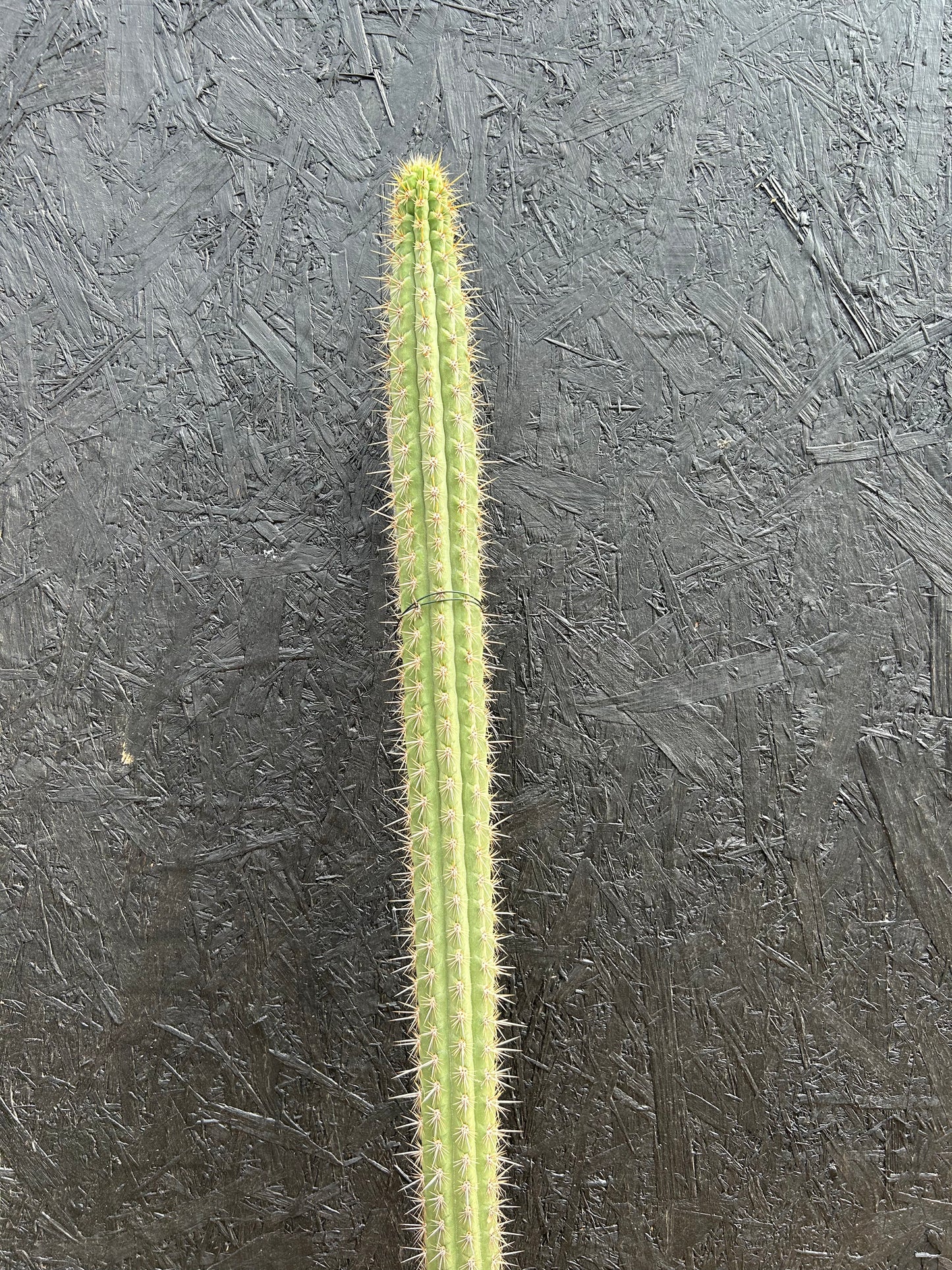 Weberbauerocereus cuzcoensis (ET47) COLLECTION ONLY