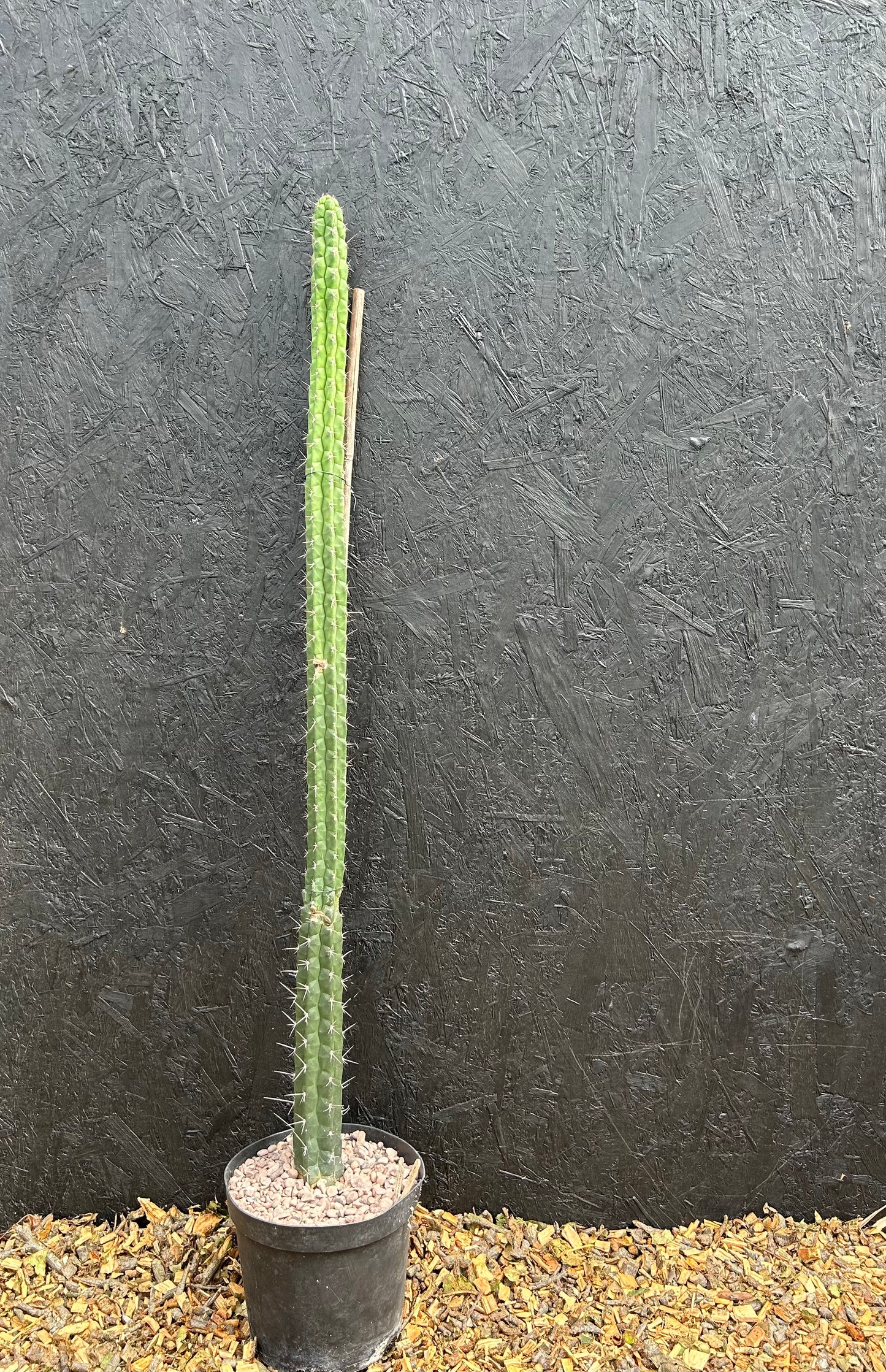 Rauhocereus riosaniensis (ET48) COLLECTION ONLY
