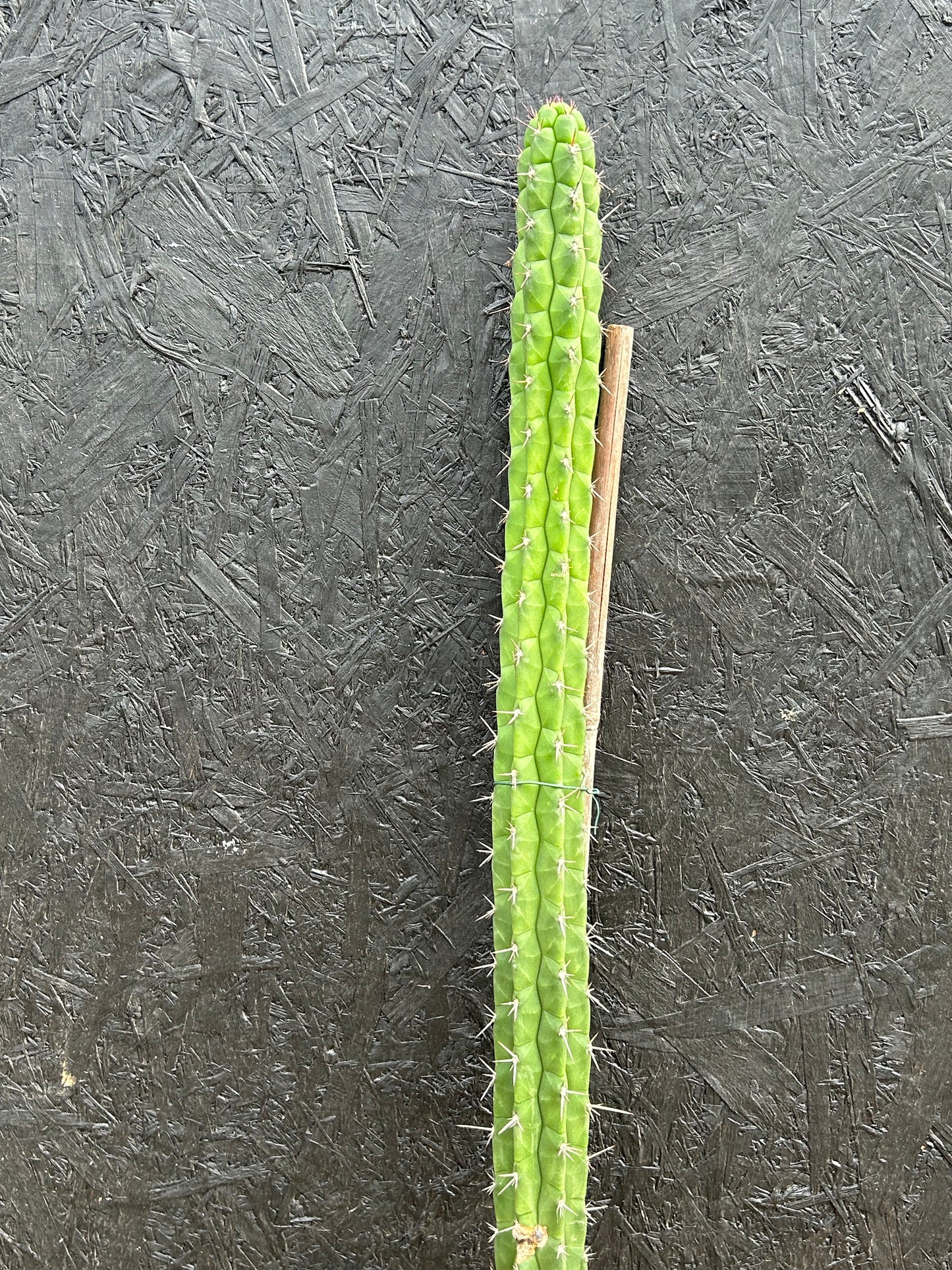 Rauhocereus riosaniensis (ET48) COLLECTION ONLY