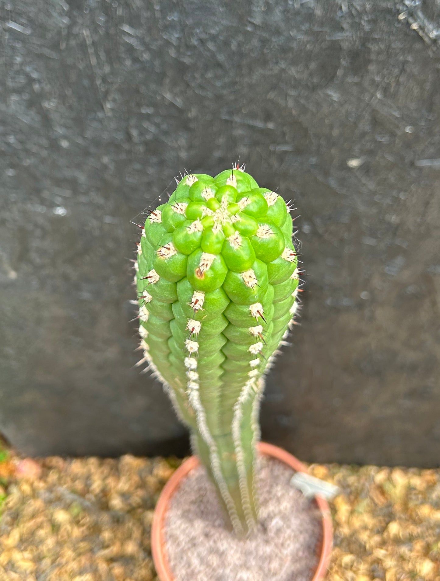 Borzicactus plagiostoma (ET49) COLLECTION ONLY
