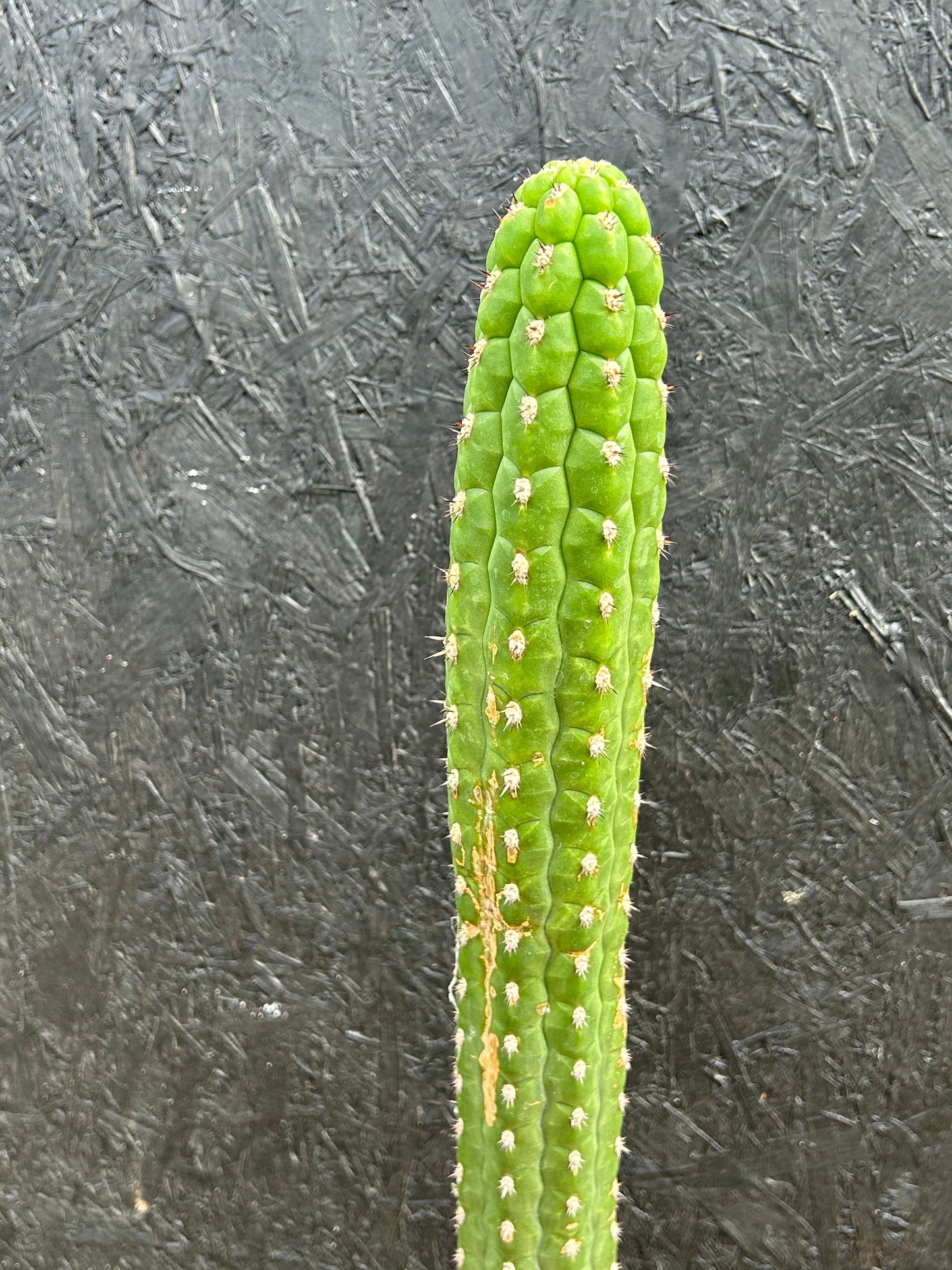 Borzicactus plagiostoma (ET49) COLLECTION ONLY