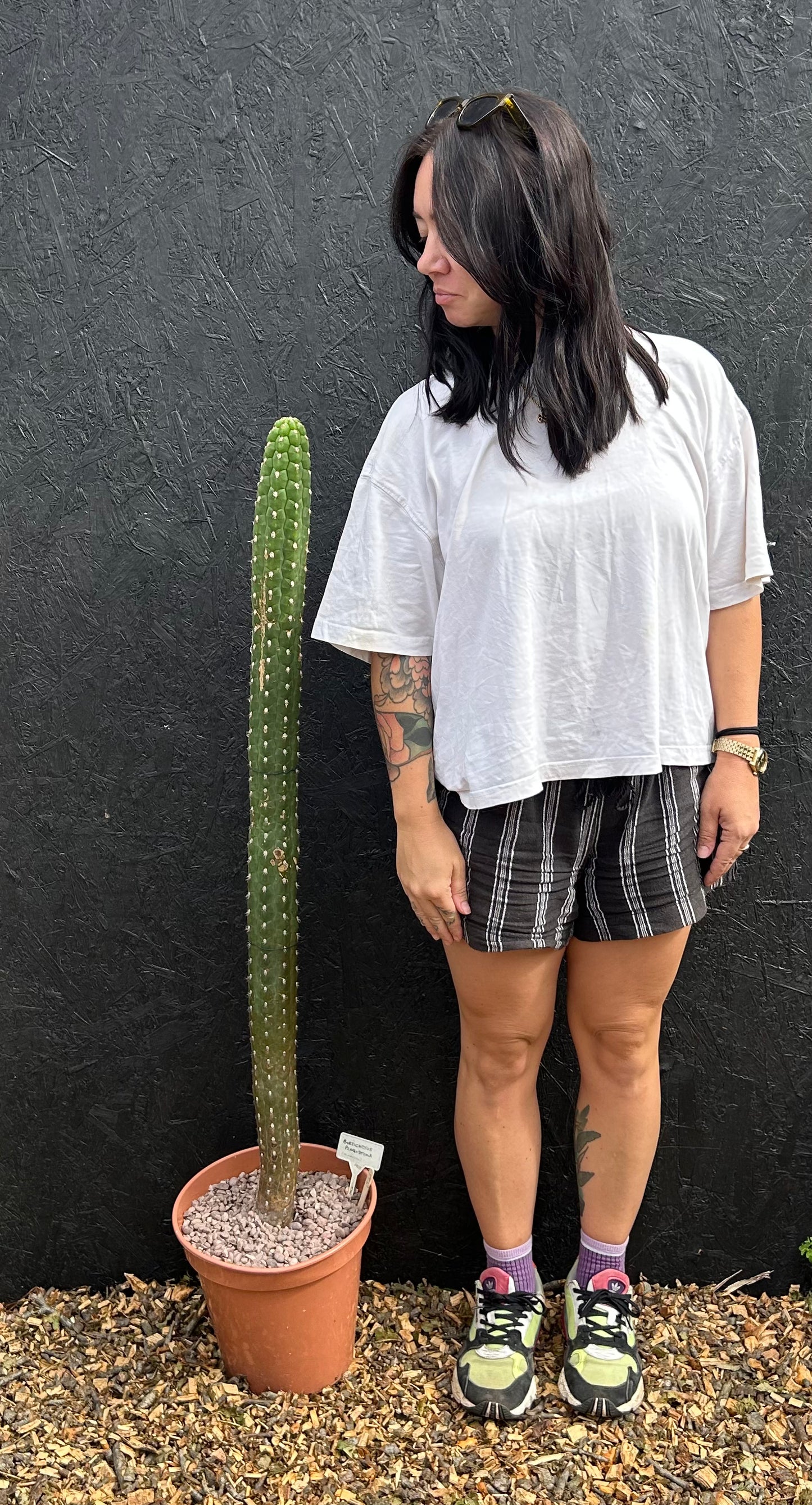 Borzicactus plagiostoma (ET49) COLLECTION ONLY