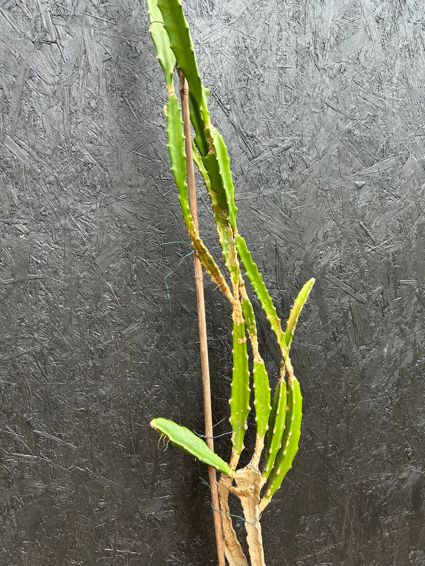 Epiphyllum species (ET56) COLLECTION ONLY