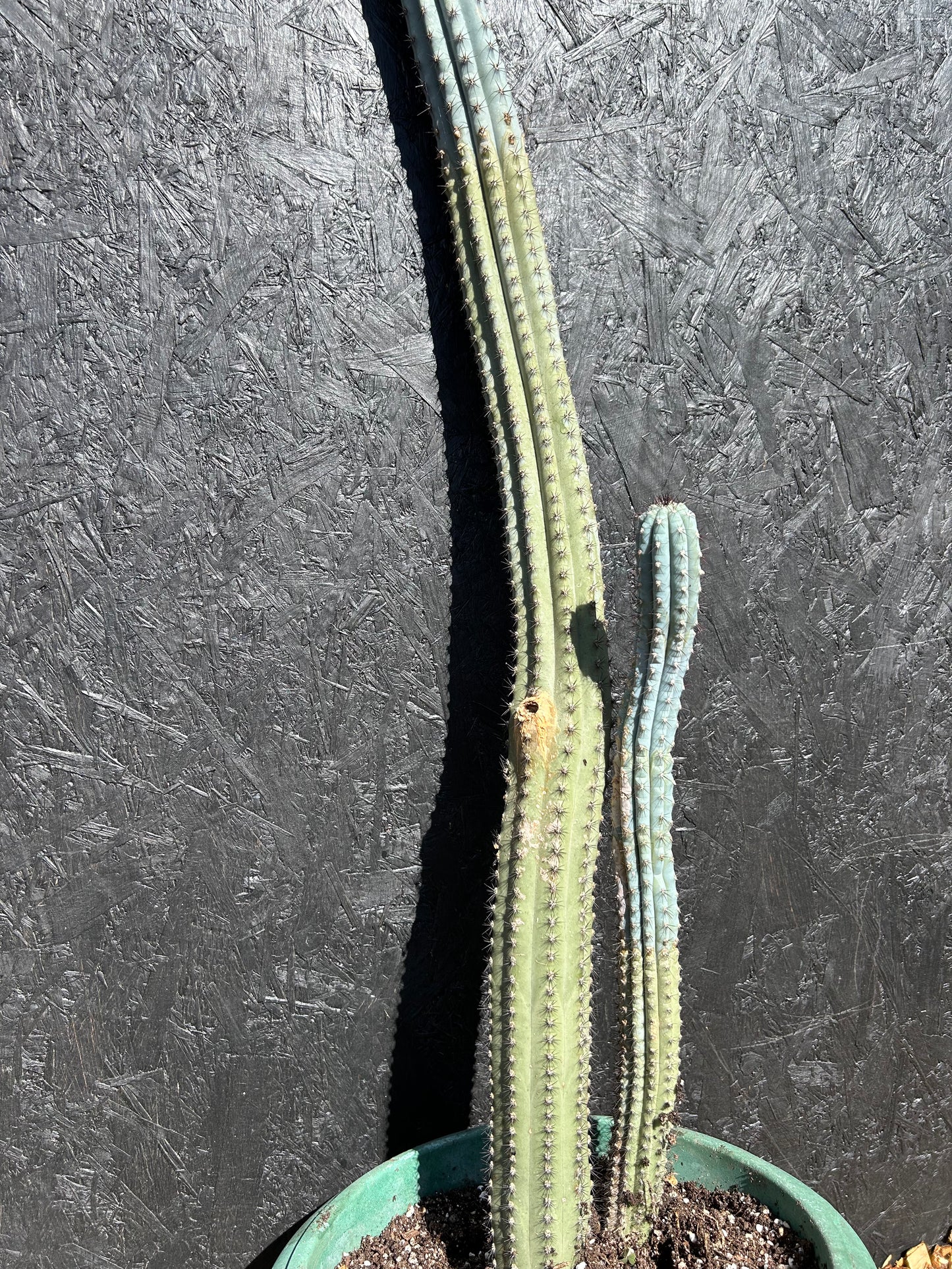 Cipocereus bradei (ET67) COLLECTION ONLY