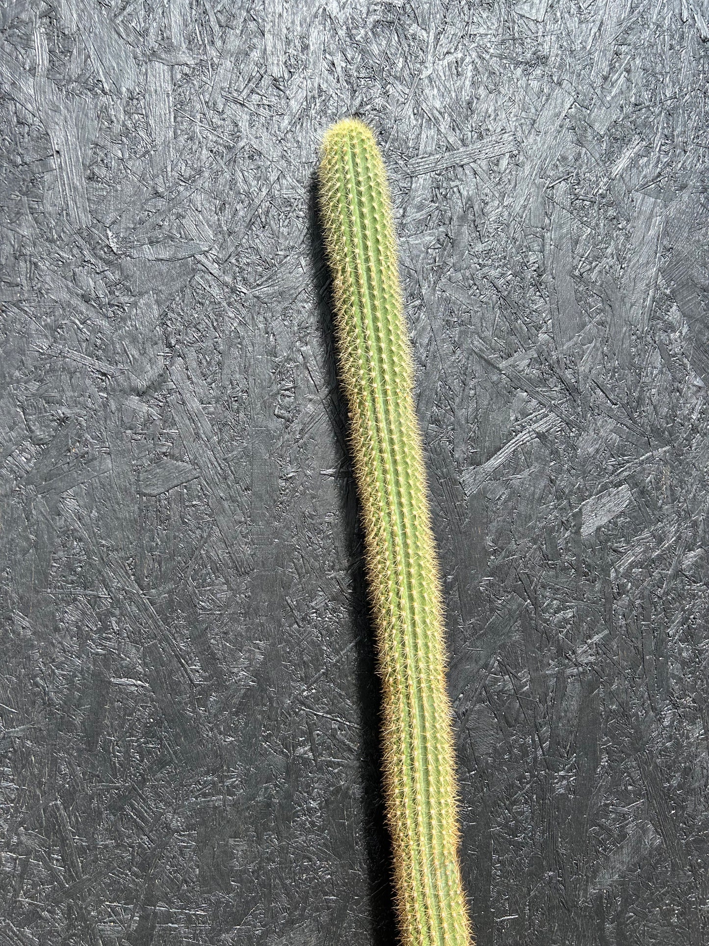 Pilosocereus pernambucoensis (ET69) COLLECTION ONLY