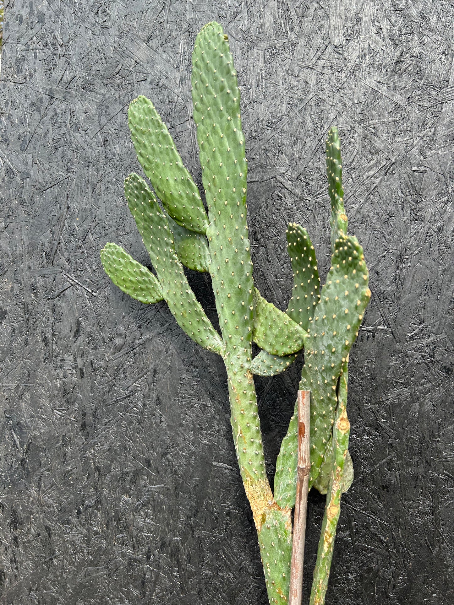 Opuntia tuna (ET72) COLLECTION ONLY