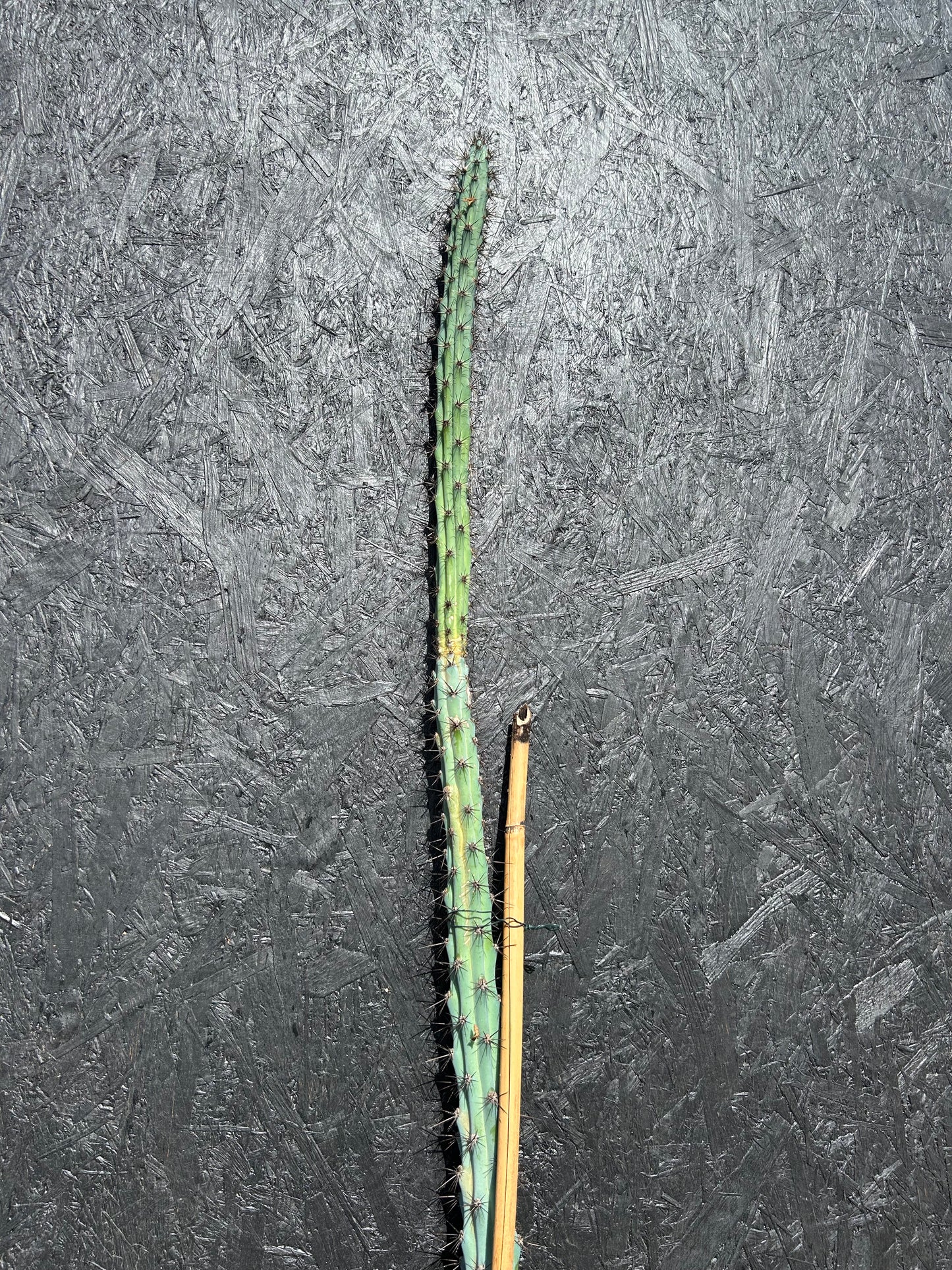 Selenicereus grandiflorus (ET71) COLLECTION ONLY