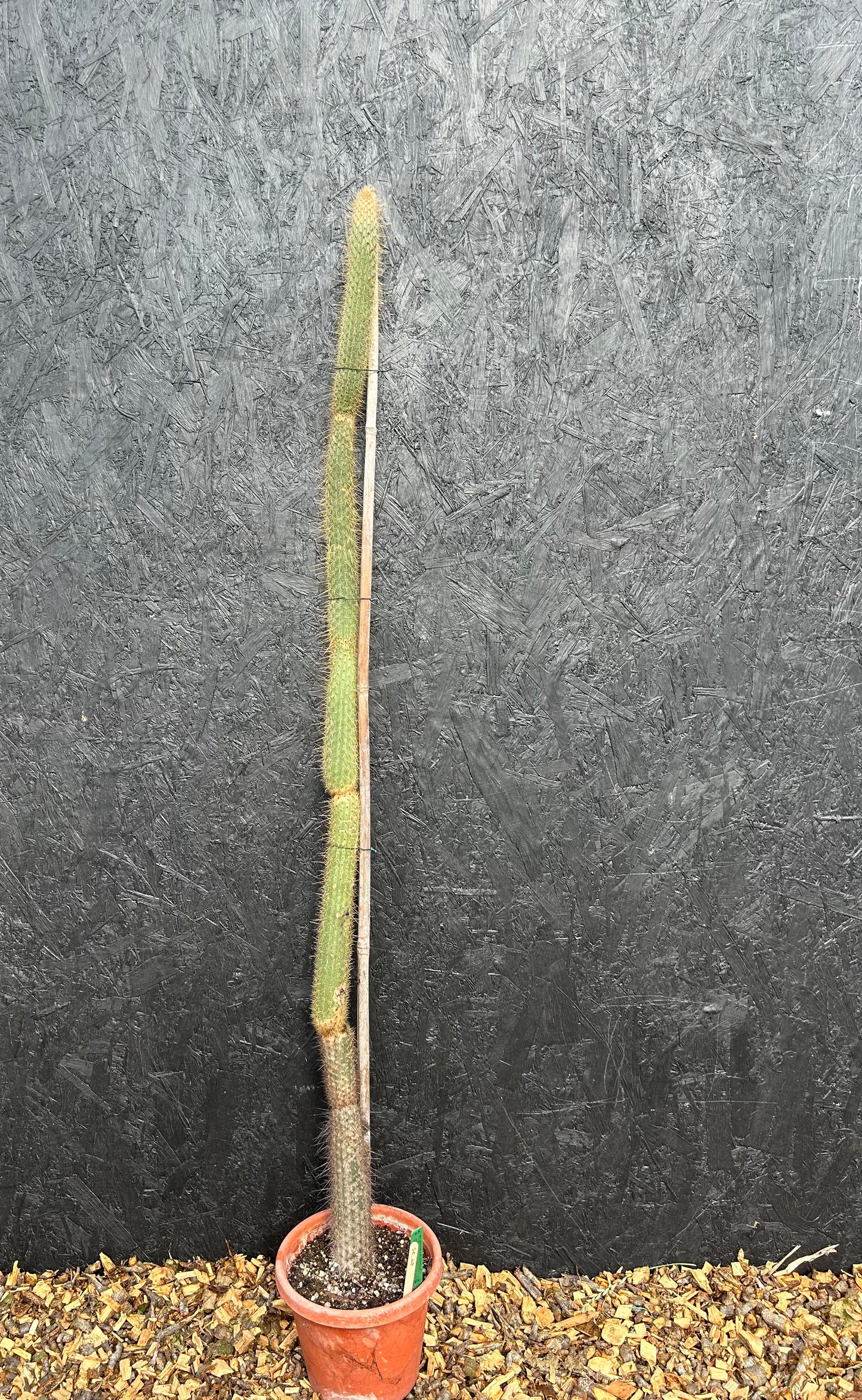 Cleistocactus smaragdiflorus (ET73) COLLECTION ONLY