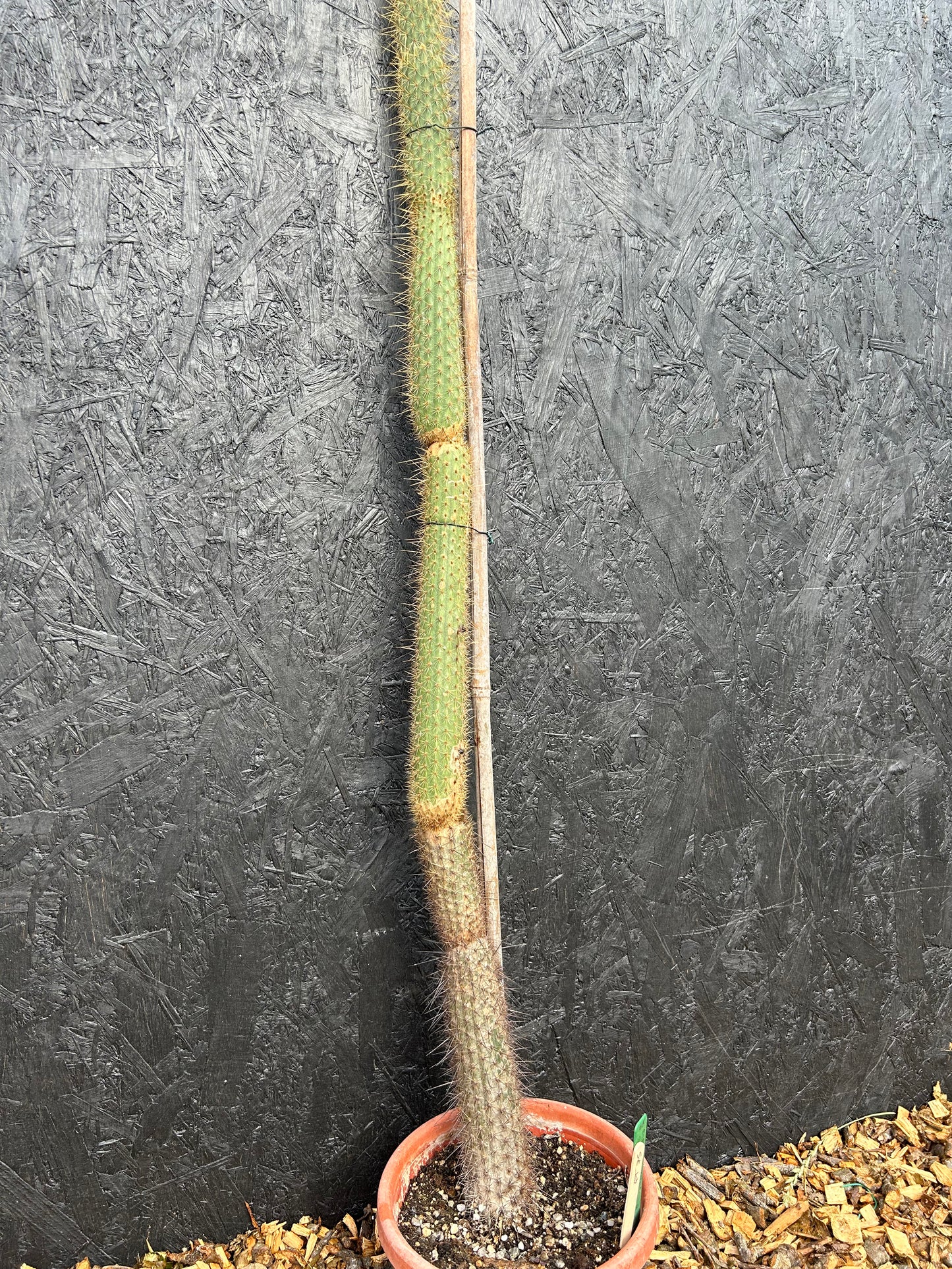Cleistocactus smaragdiflorus (ET73) COLLECTION ONLY