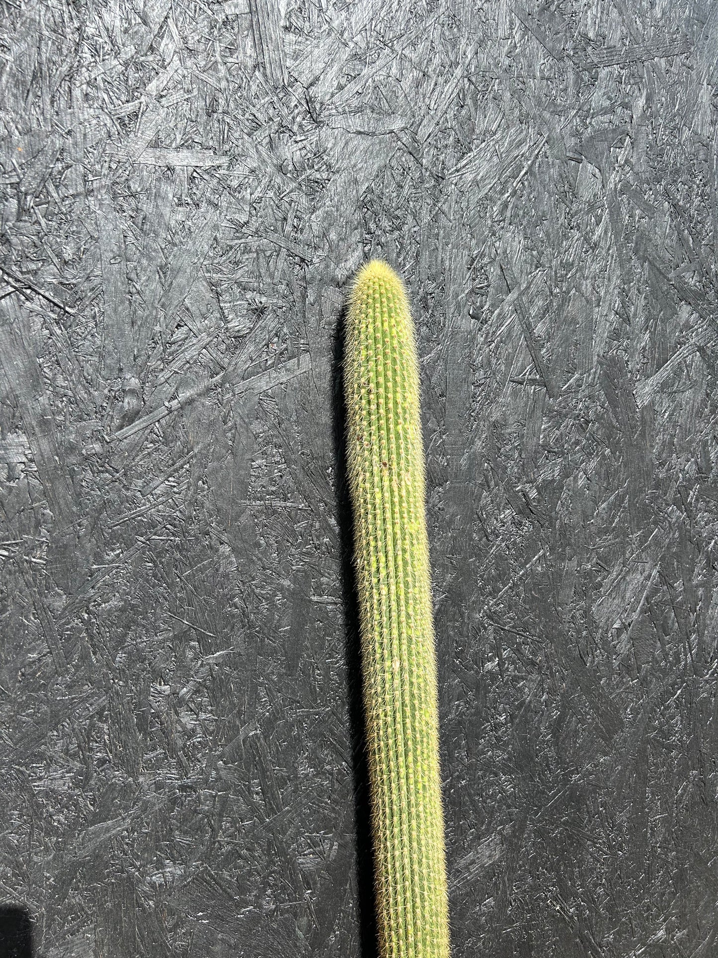Cereus species (ET74) COLLECTION ONLY
