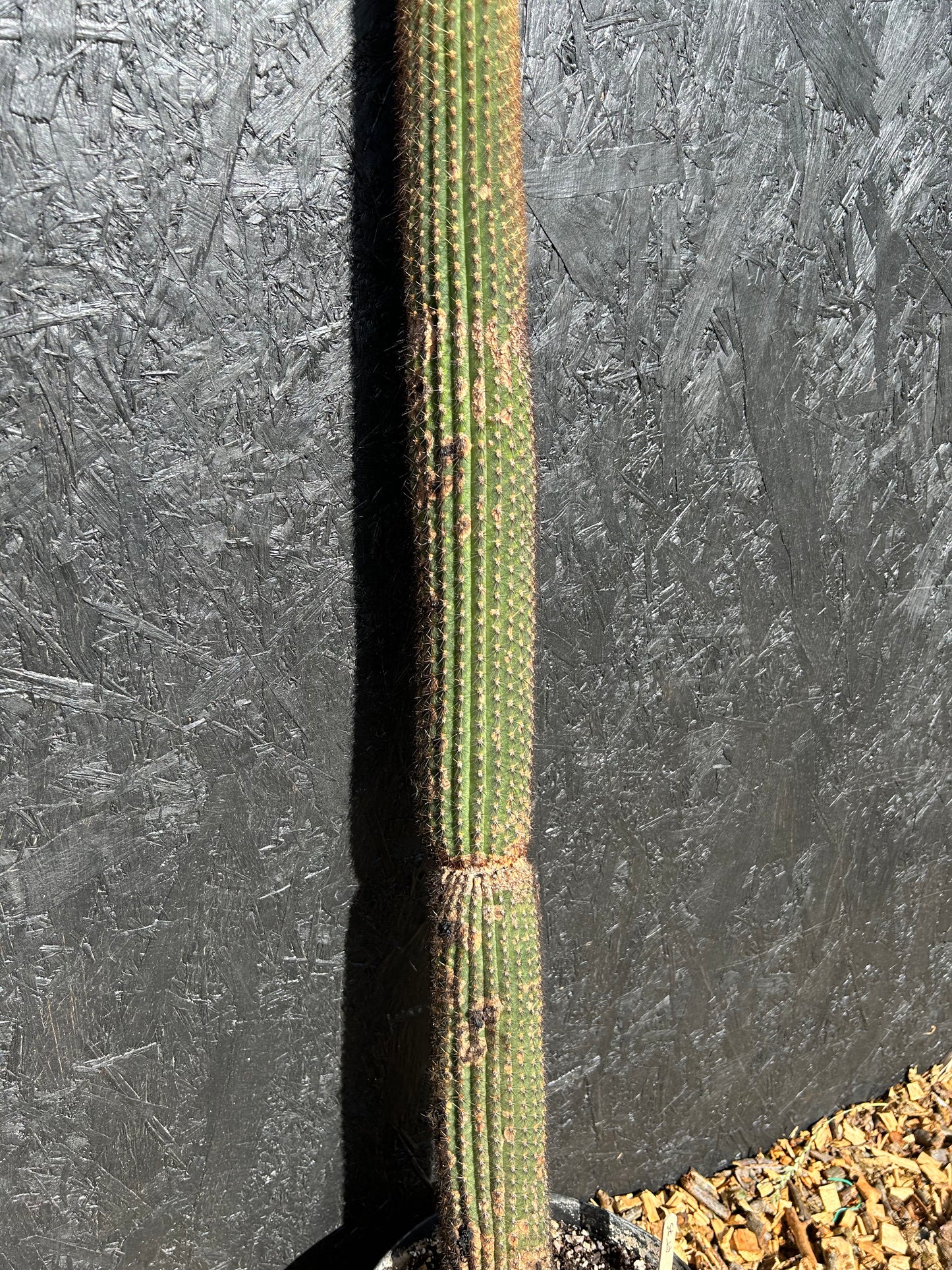 Cereus species (ET74) COLLECTION ONLY