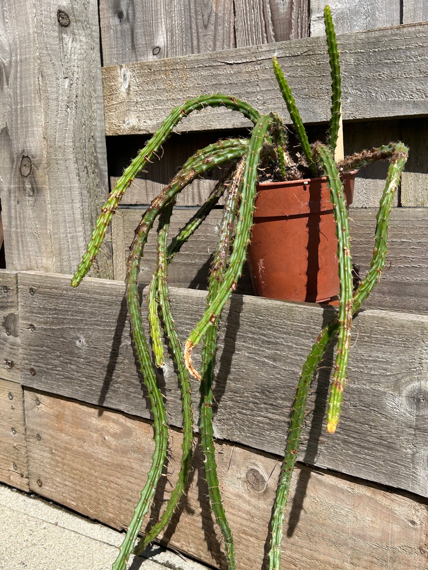 Aporocactus 'Rats Tail Cactus' (1020)