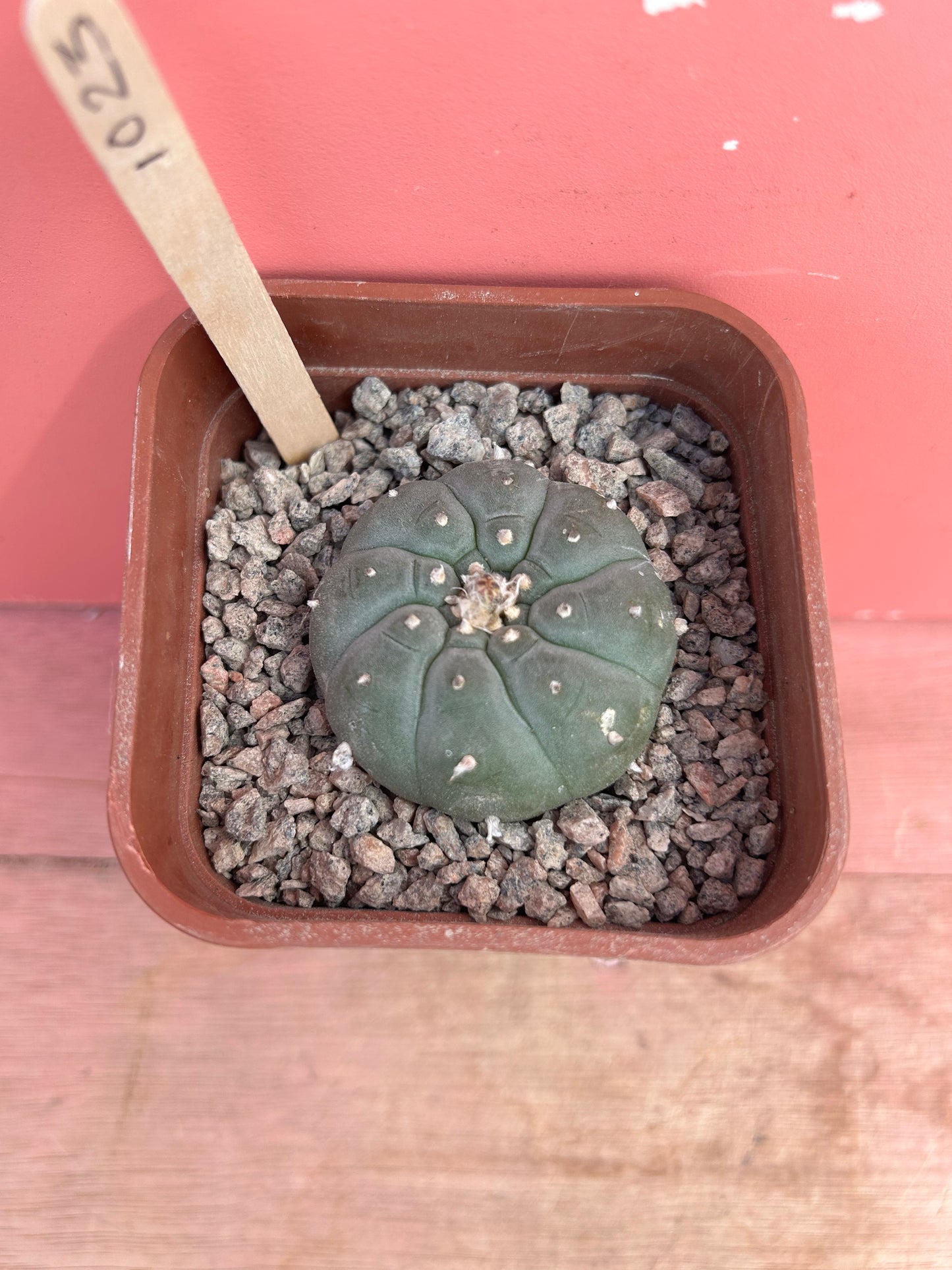 Lophophora williamsii (1023)