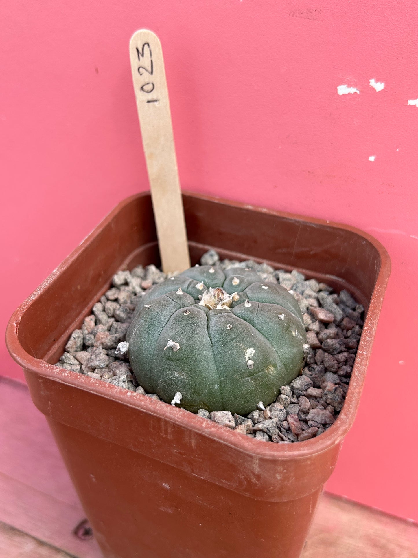 Lophophora williamsii (1023)