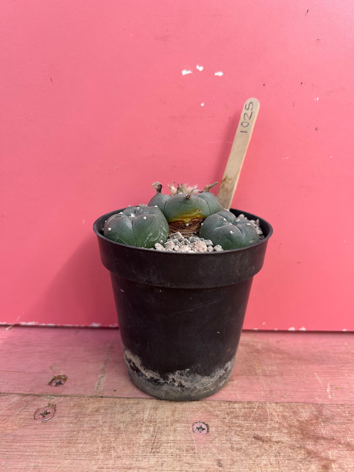 Lophophora williamsii (1025)