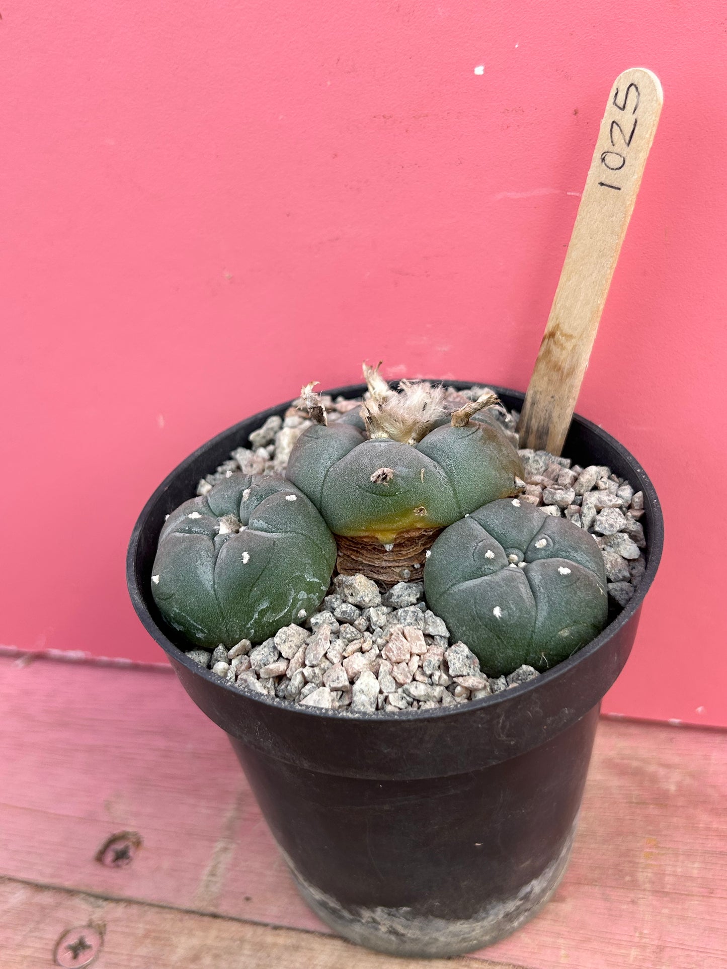 Lophophora williamsii (1025)
