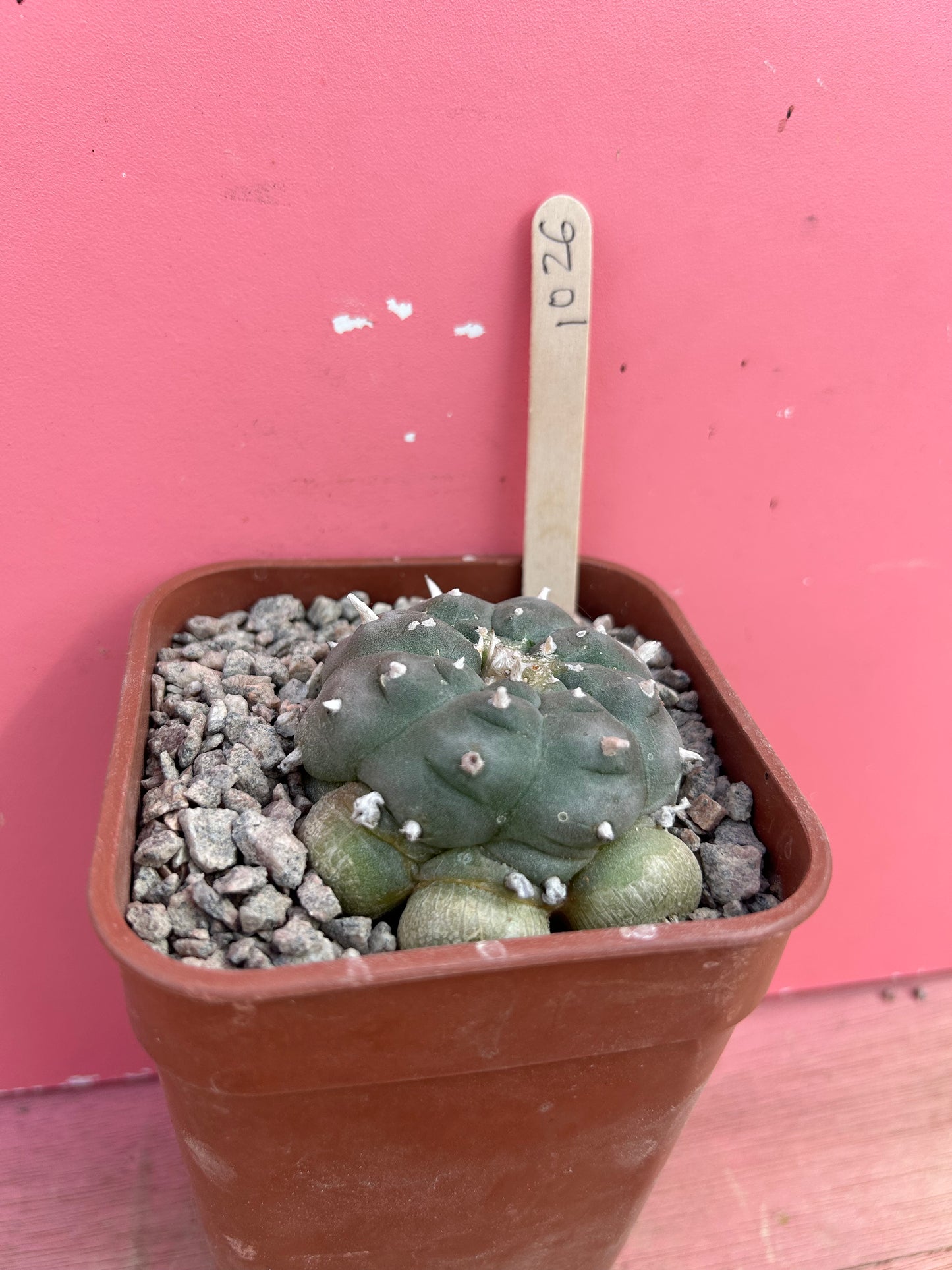 Lophophora williamsii (1026)