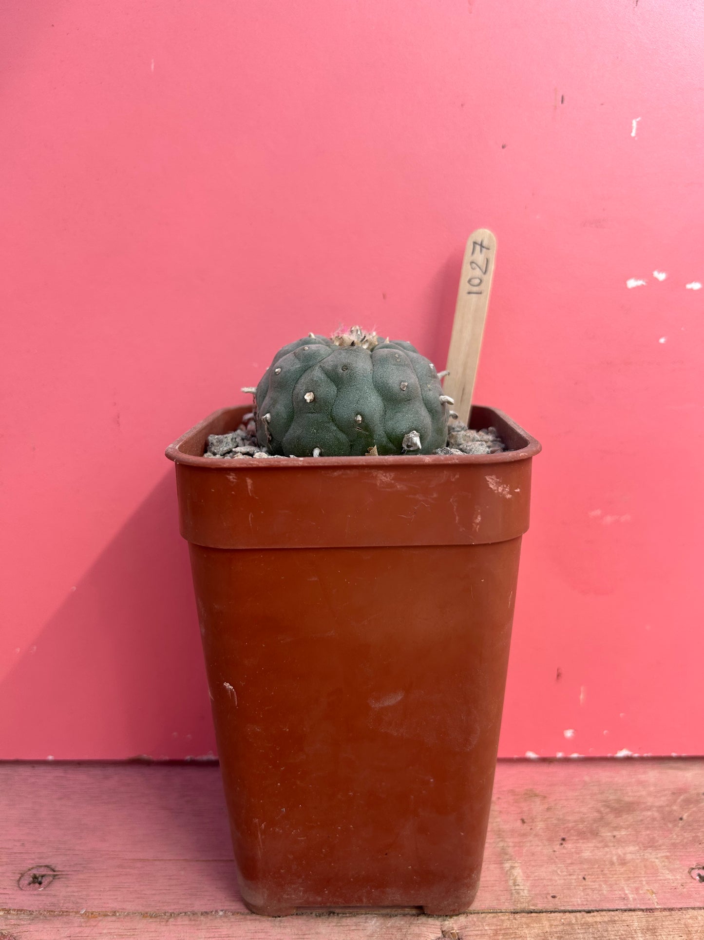 Lophophora williamsii (1027)