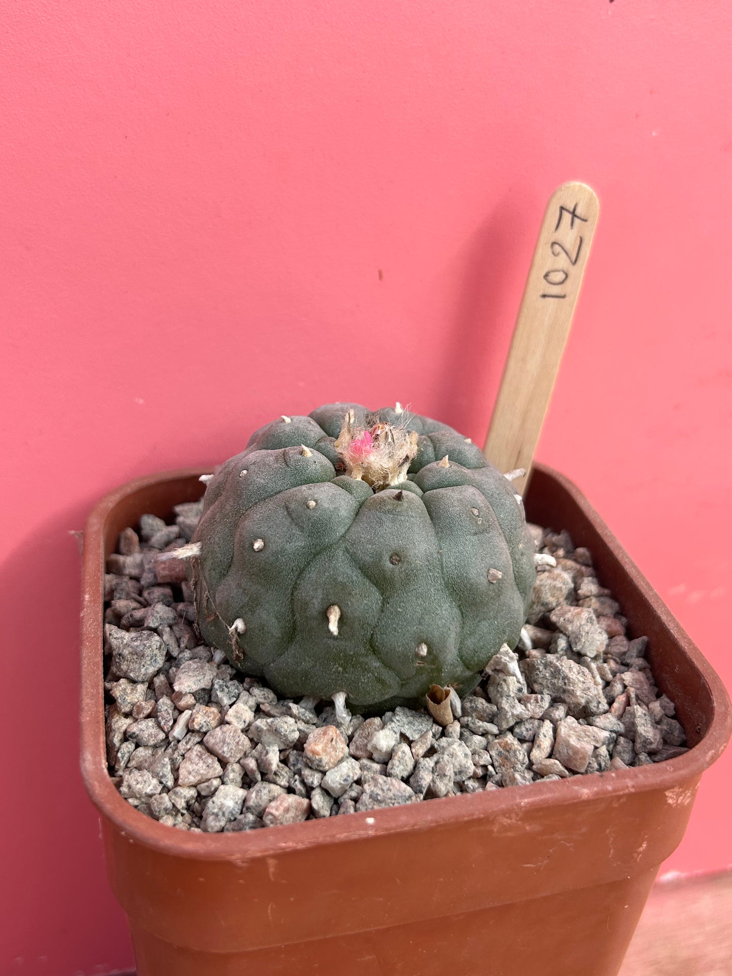 Lophophora williamsii (1027)
