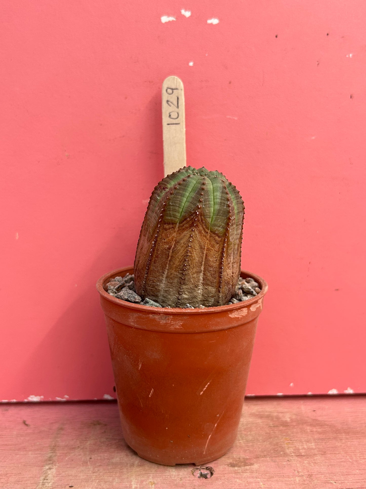 Euphorbia obesa (1029)