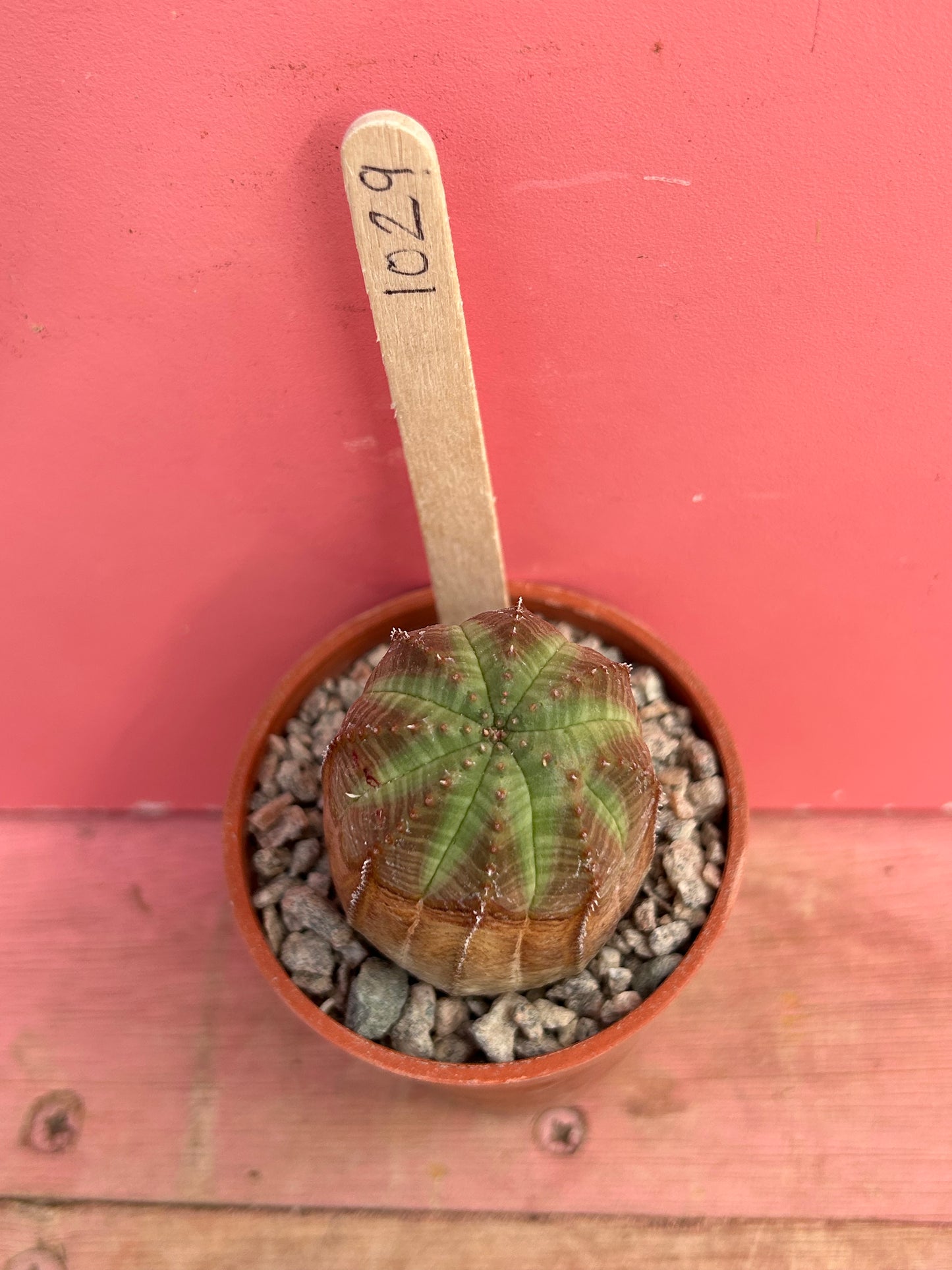 Euphorbia obesa (1029)