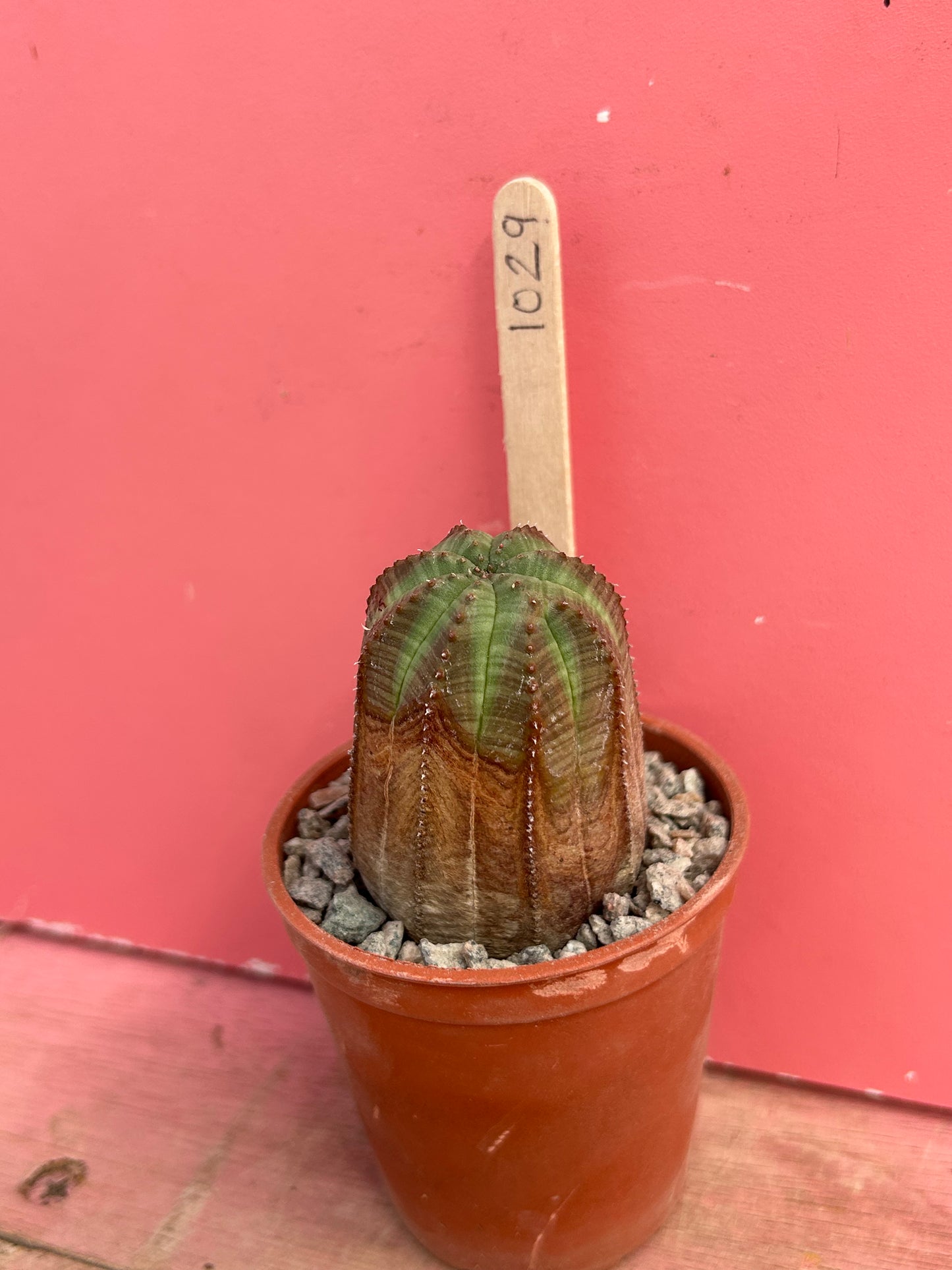 Euphorbia obesa (1029)