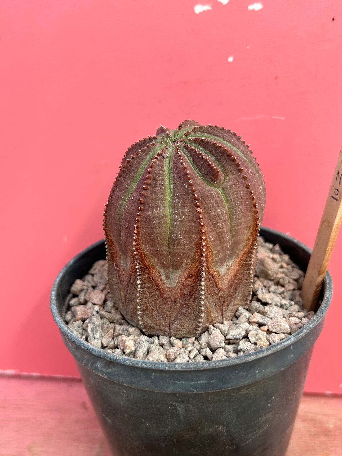 Euphorbia obesa (1030)