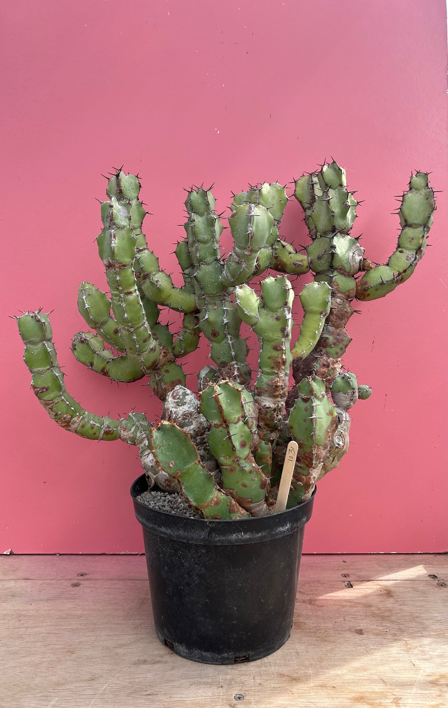 Euphorbia coerulescens (1031)
