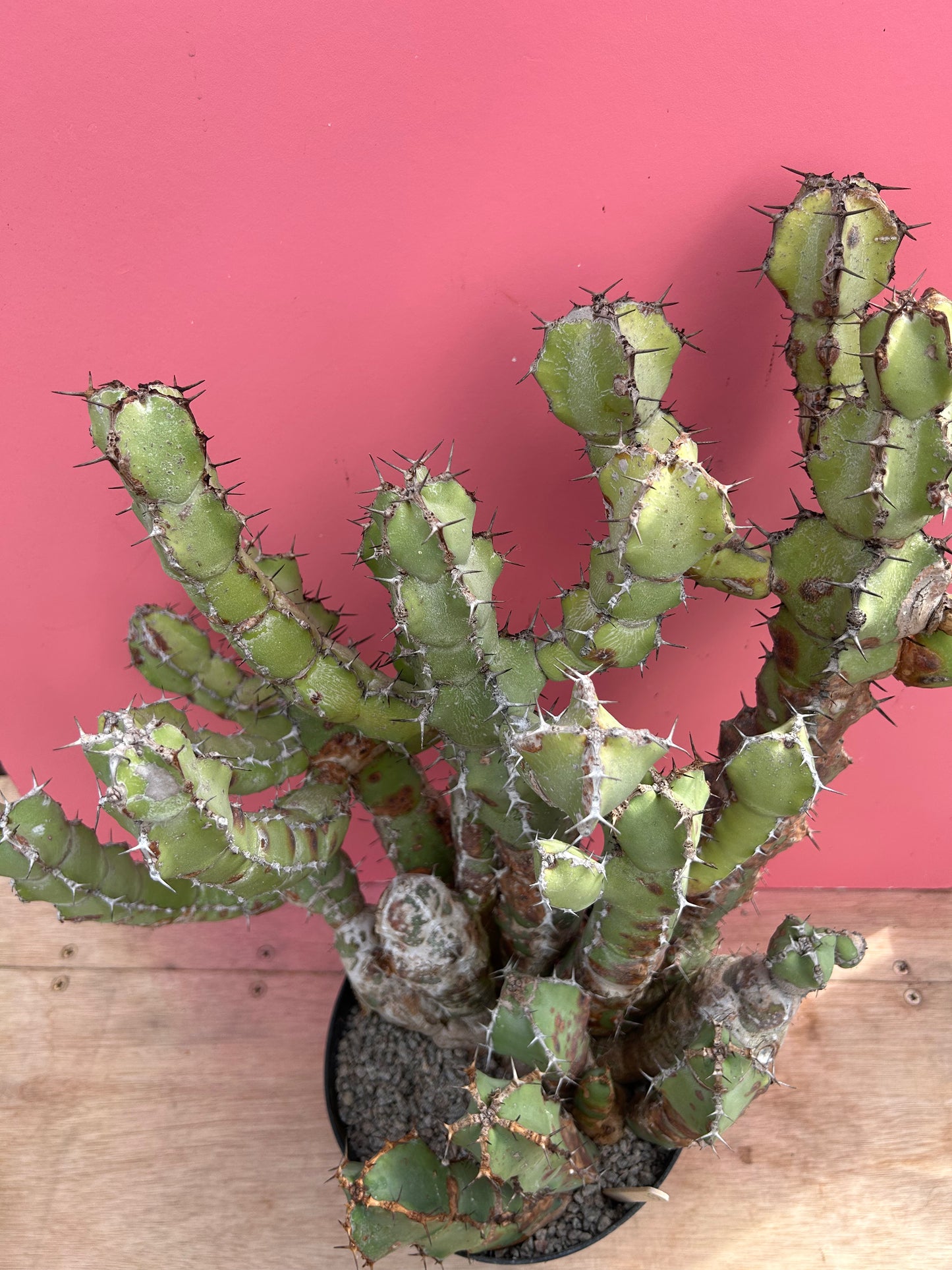 Euphorbia coerulescens (1031)