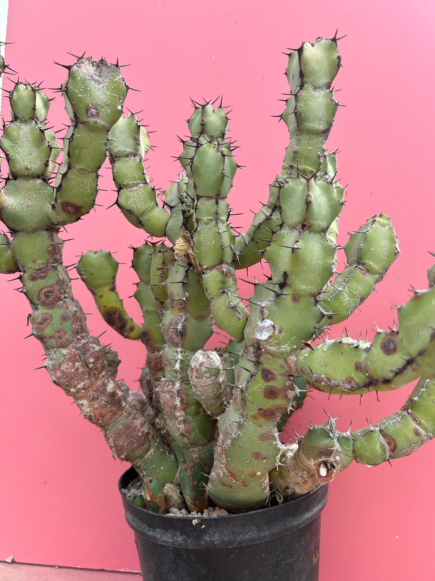 Euphorbia coerulescens (1031)
