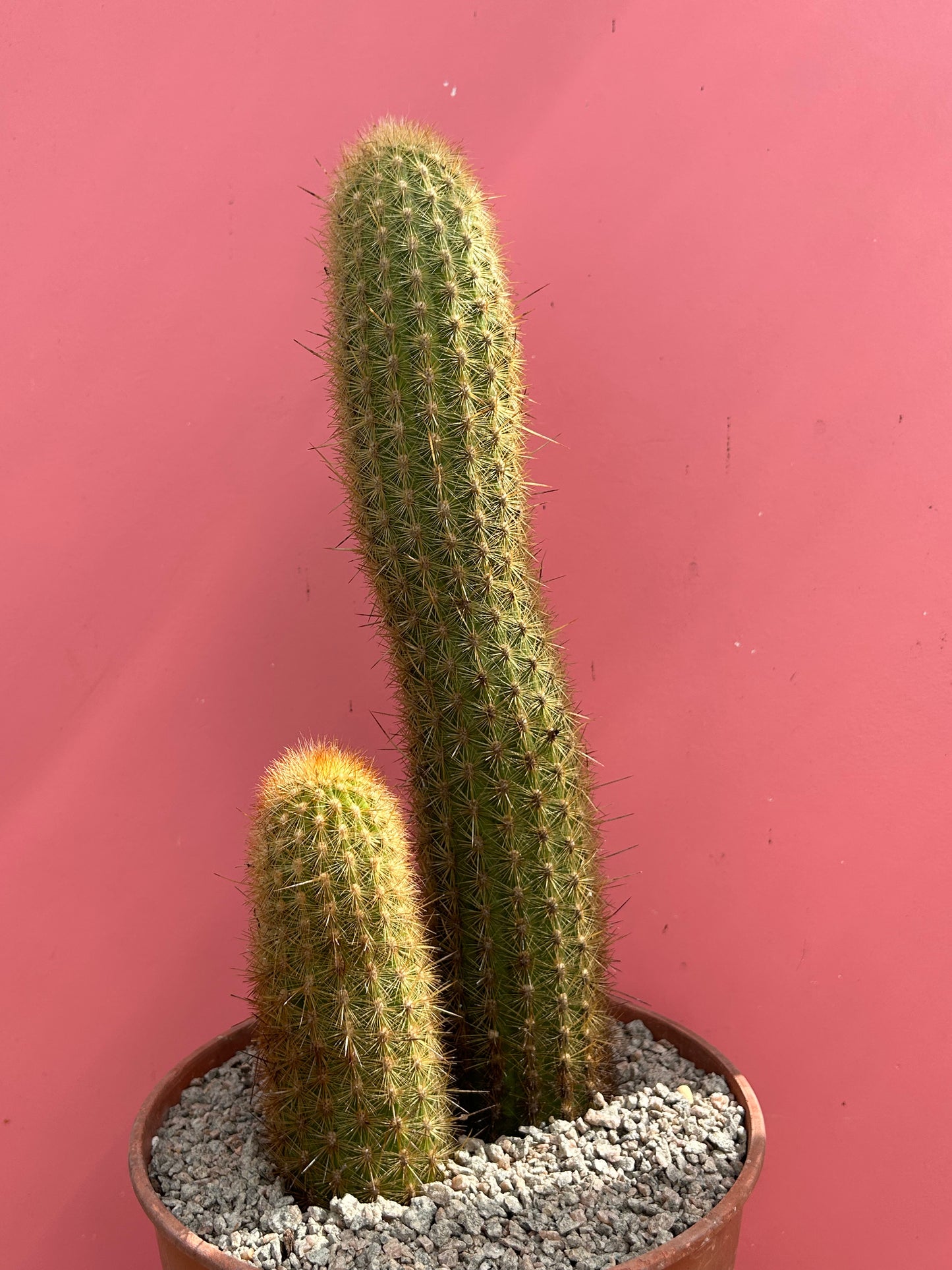 Haageocereus aurespinus (1032)