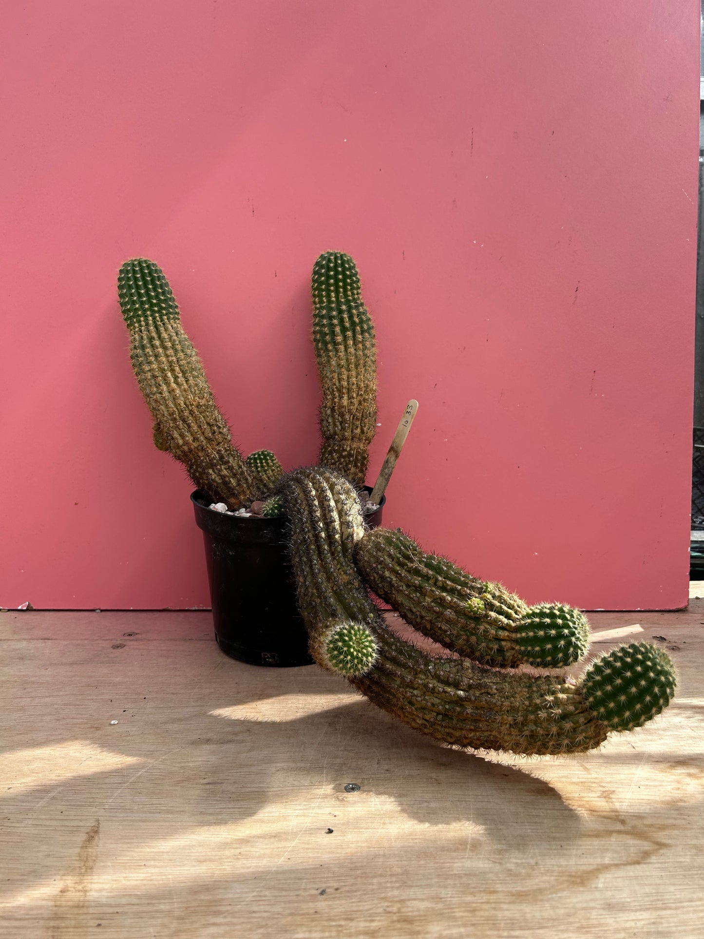 Echinopsis spachiana (1033)