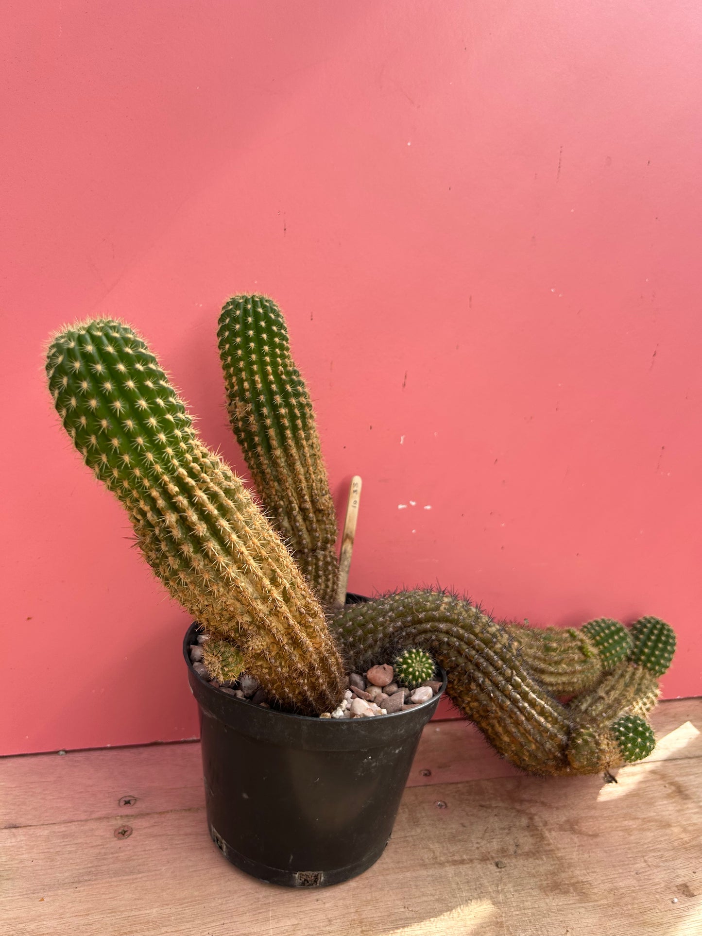 Echinopsis spachiana (1033)