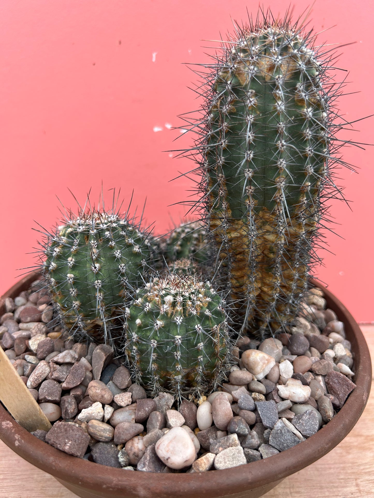 Echinopsis backebergii (1035)