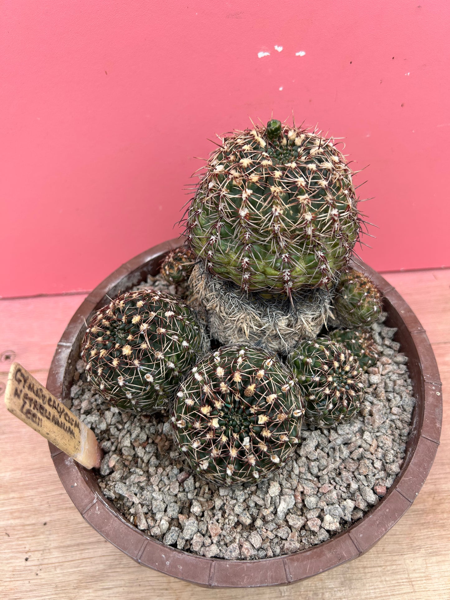 Gymnocalycium netrelianum (1036)