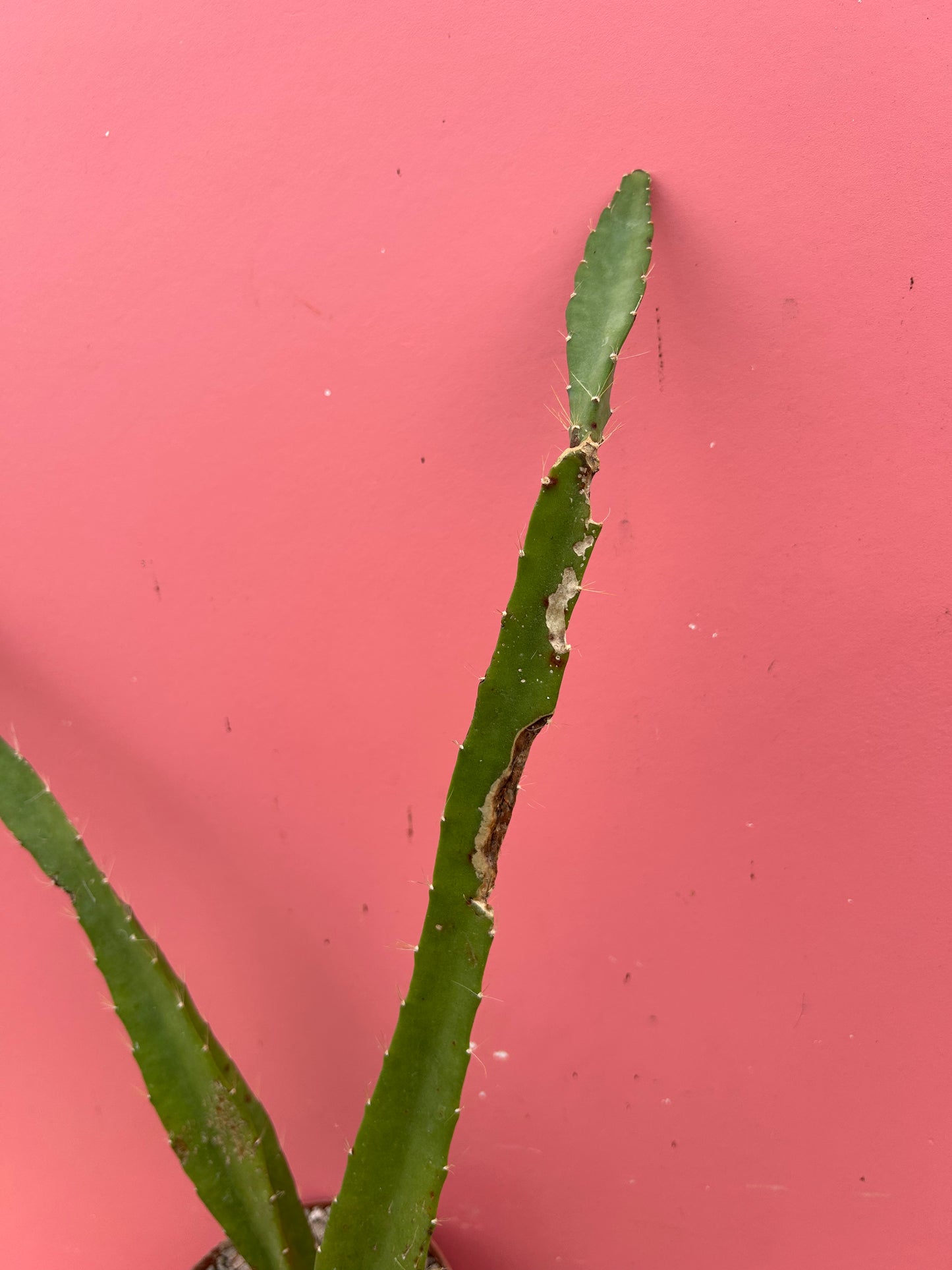 Selenicereus grandiflorus (1037)