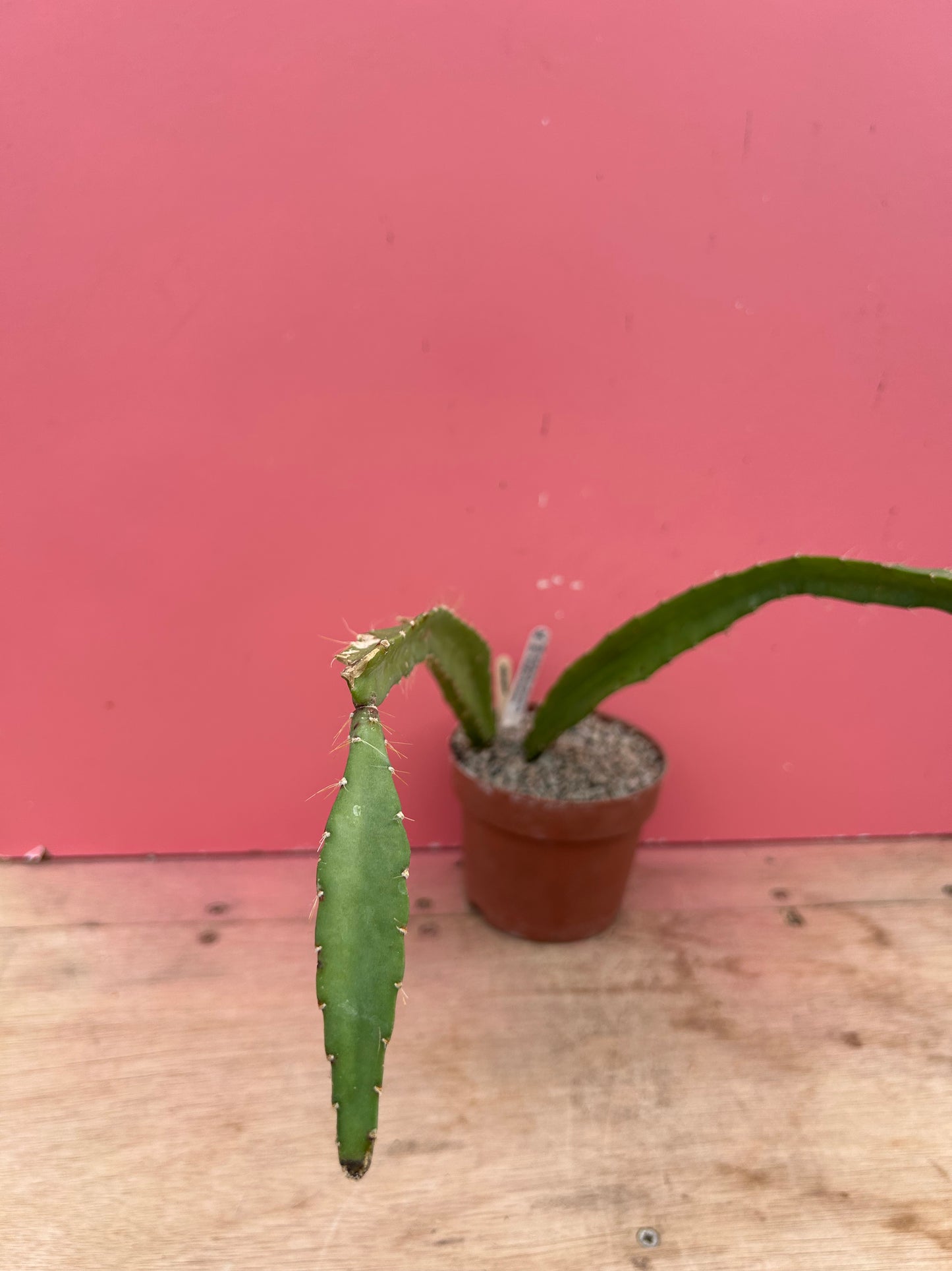 Selenicereus grandiflorus (1037)