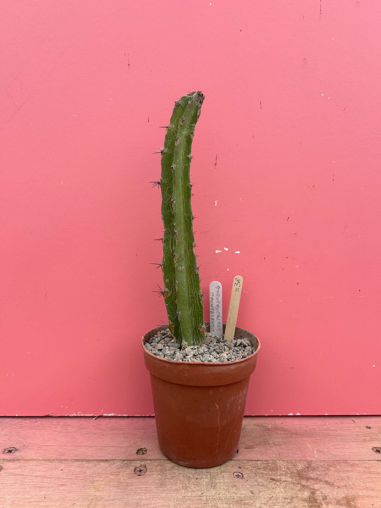 Selenicereus/Strophocactus chontalensis (1038)