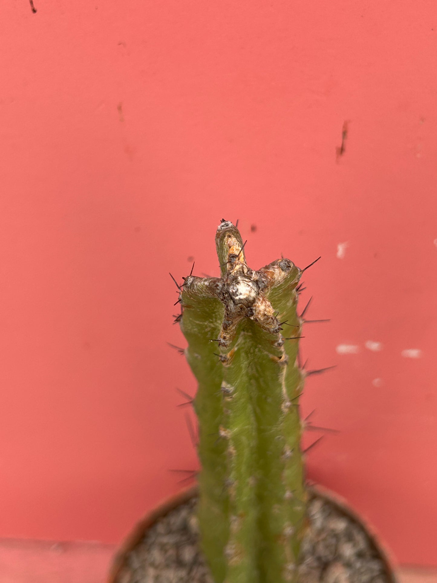 Selenicereus/Strophocactus chontalensis (1038)