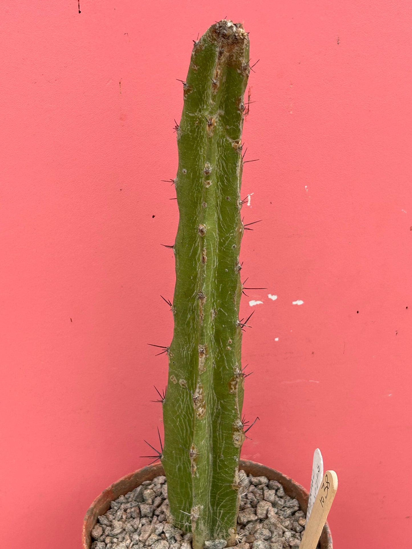 Selenicereus/Strophocactus chontalensis (1038)