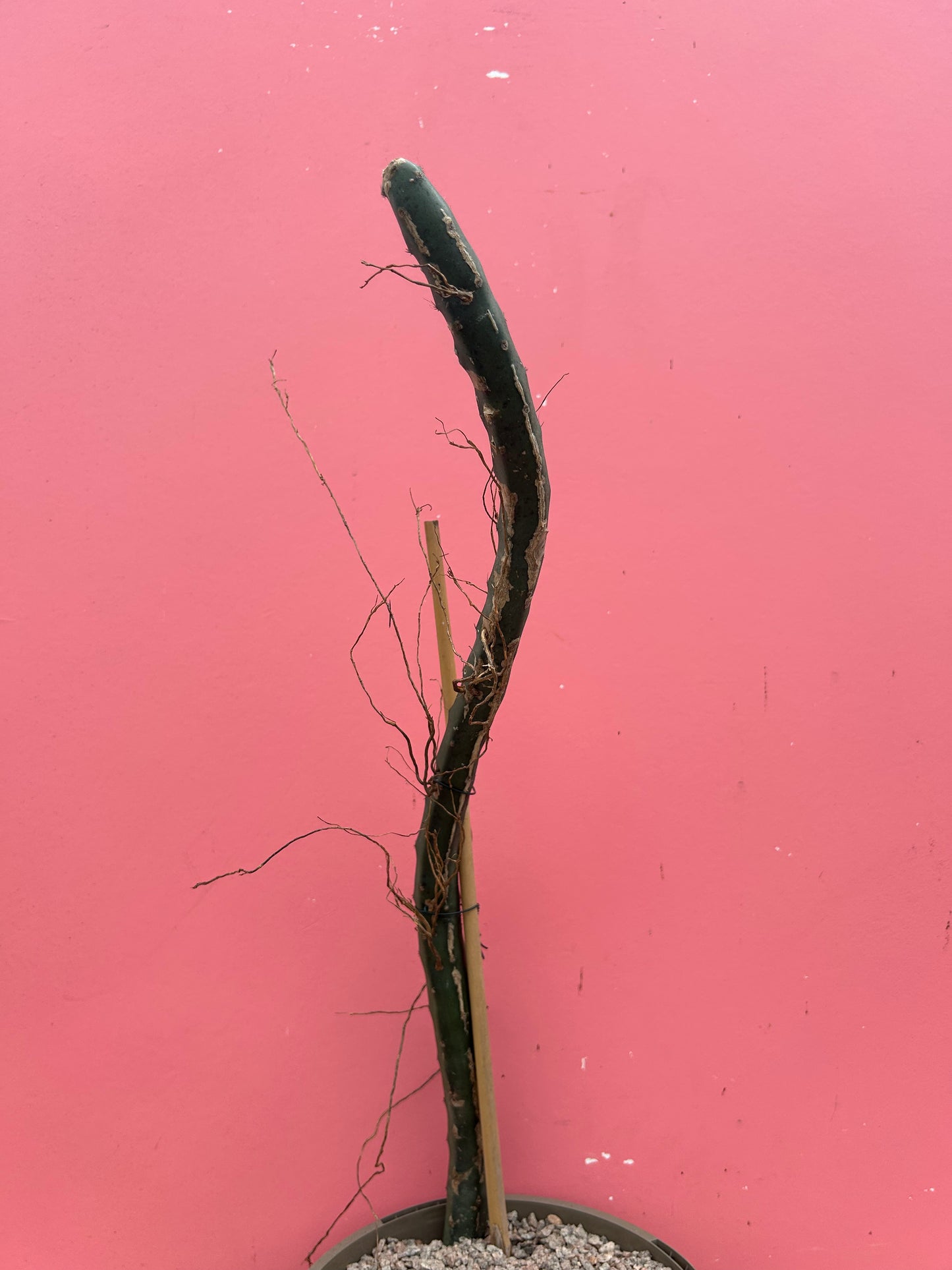 Epiphyllum hybrid (1041)