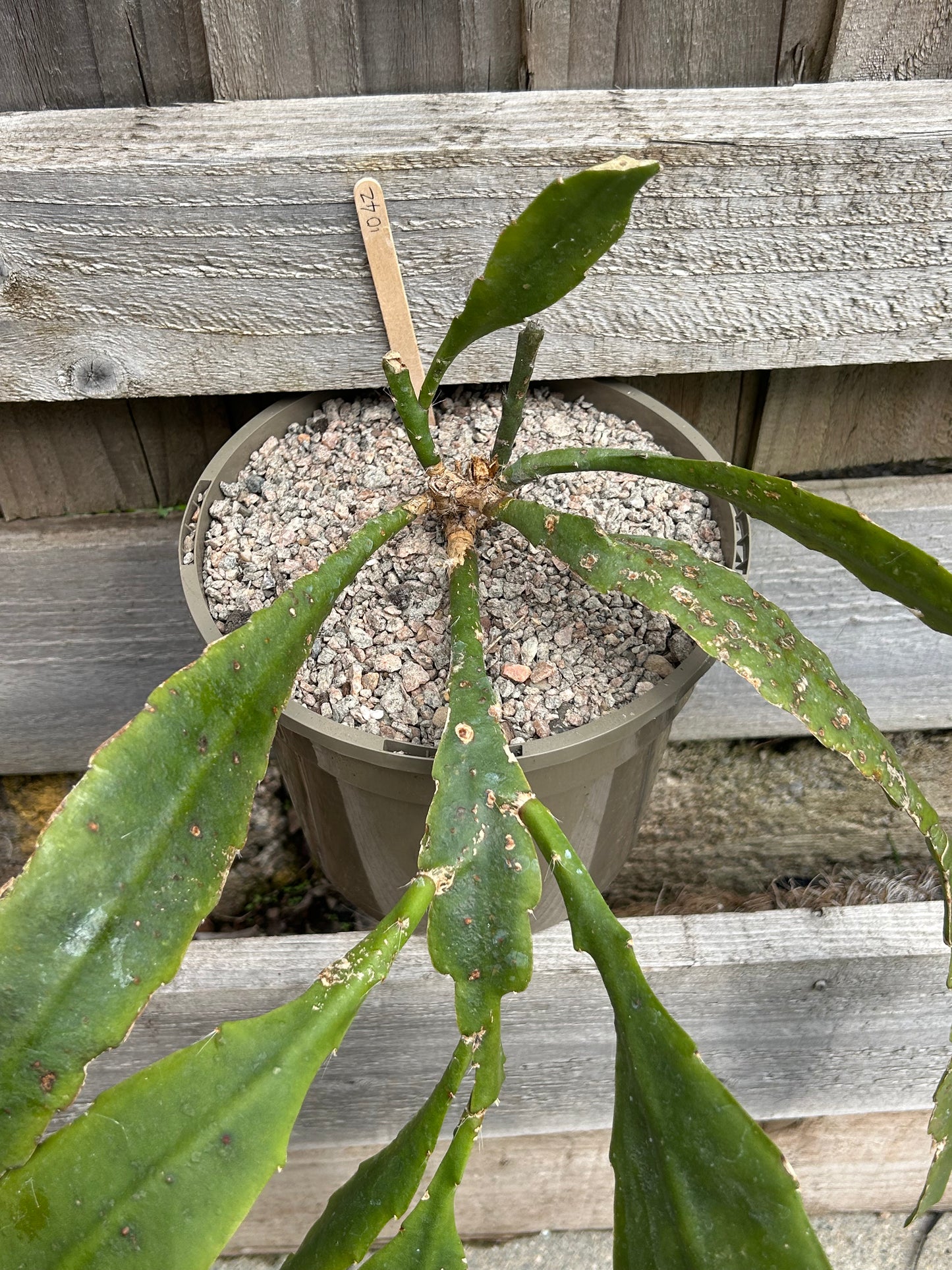 Epiphyllum ackermanii (1042)