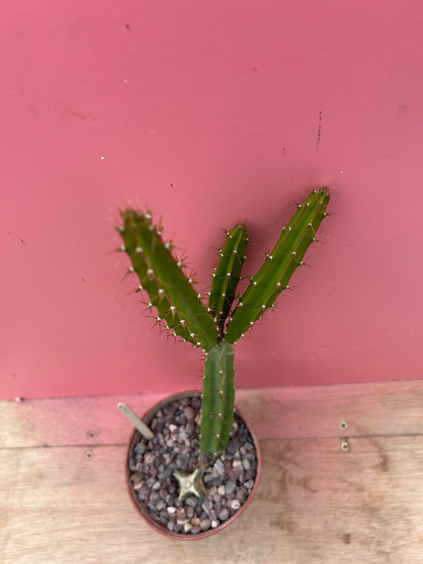 Disocactus species (1043)